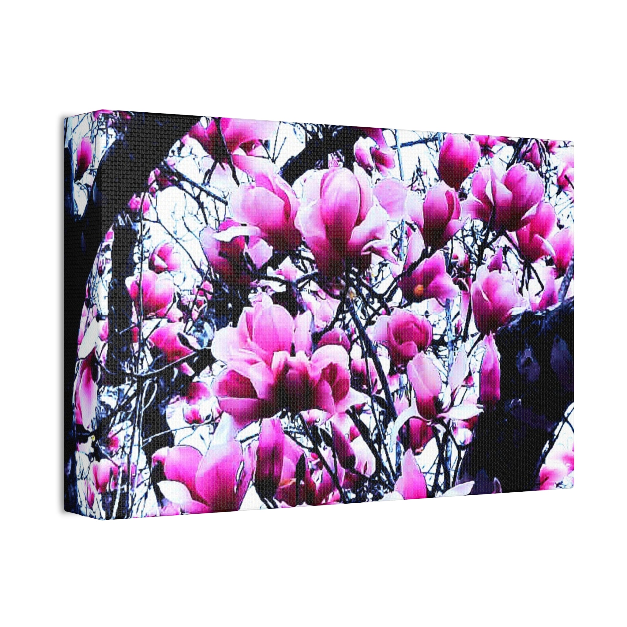 Pink Tulip Tree Blossoms Canvas