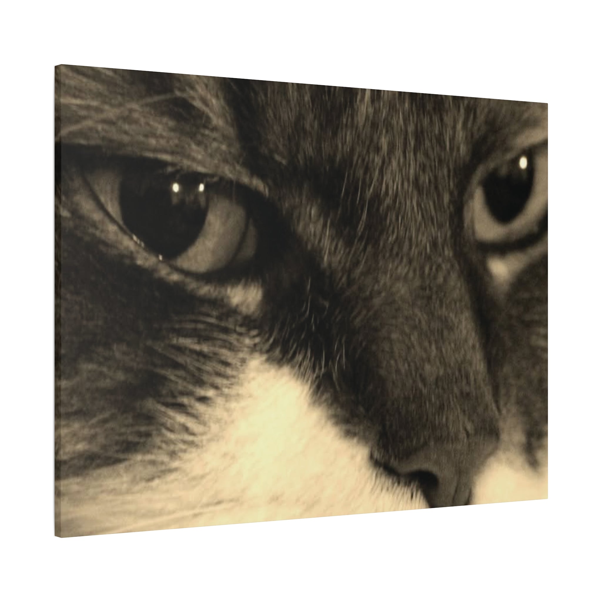 Cat Portrait Matte Canvas Wall Art