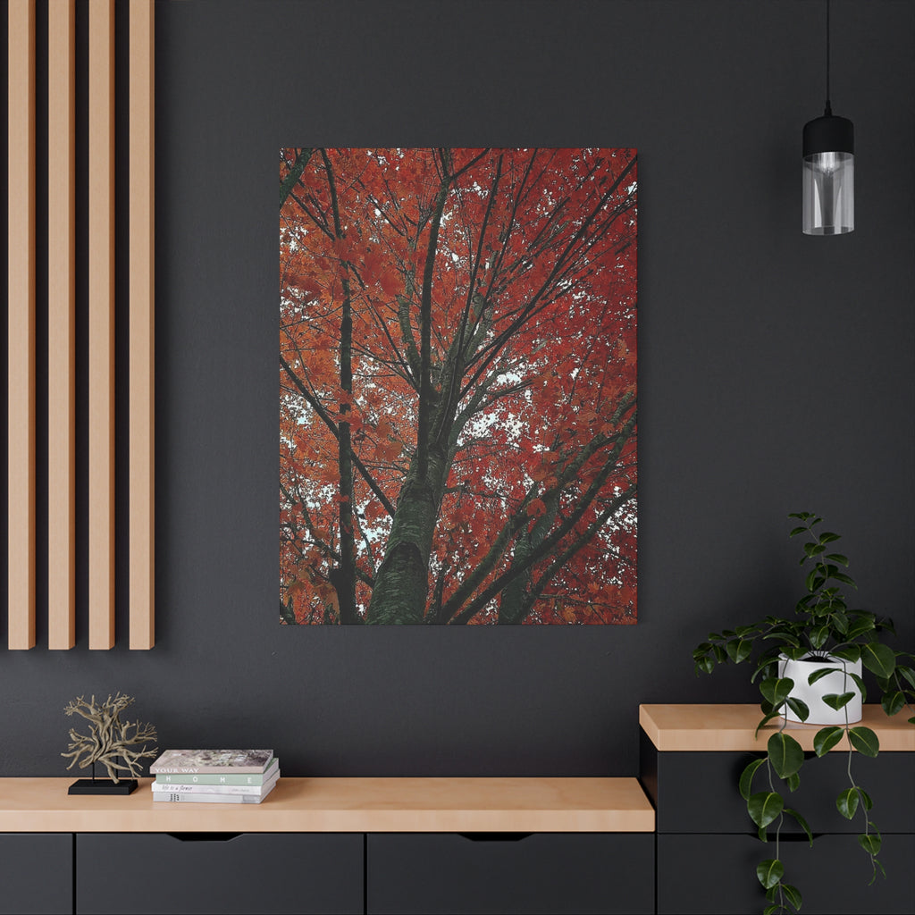 Autumn Maple Tree Matte Canvas Print — Stretched 1.25"