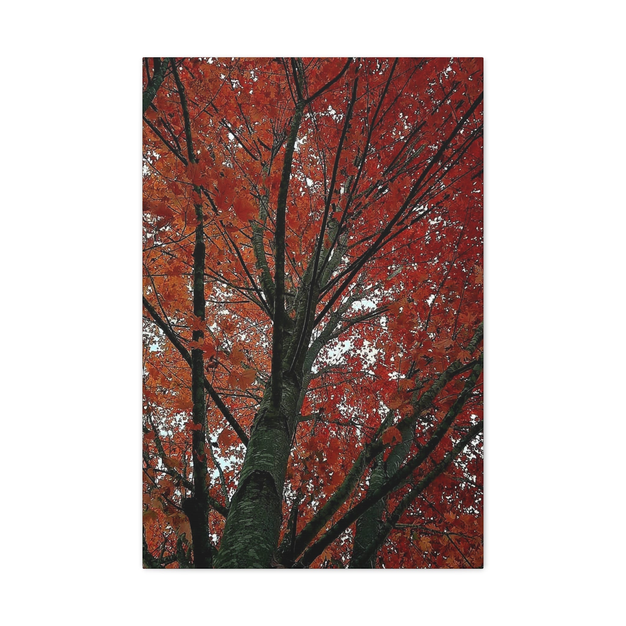 Autumn Maple Tree Matte Canvas Print — Stretched 1.25"