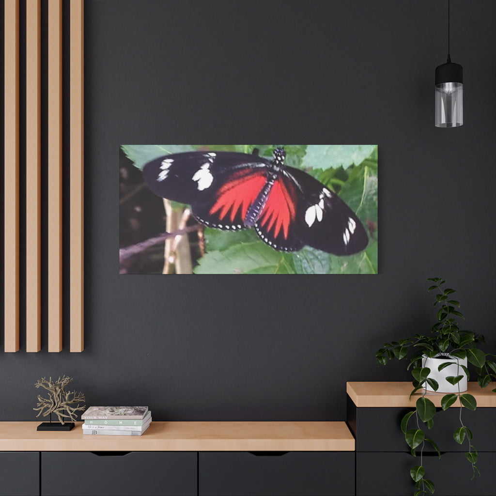 Butterfly Canvas Wall Art