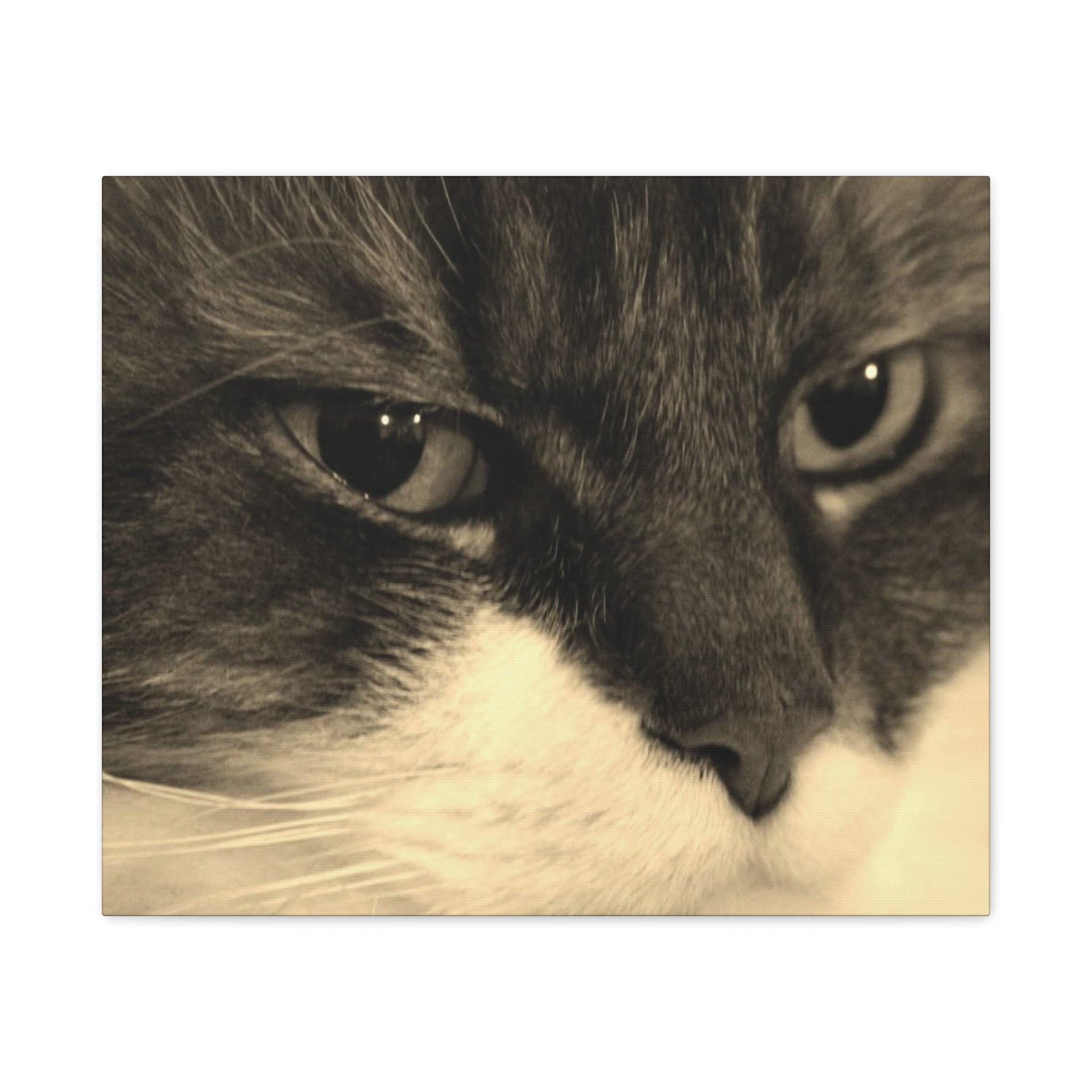 Cat Portrait Matte Canvas Wall Art