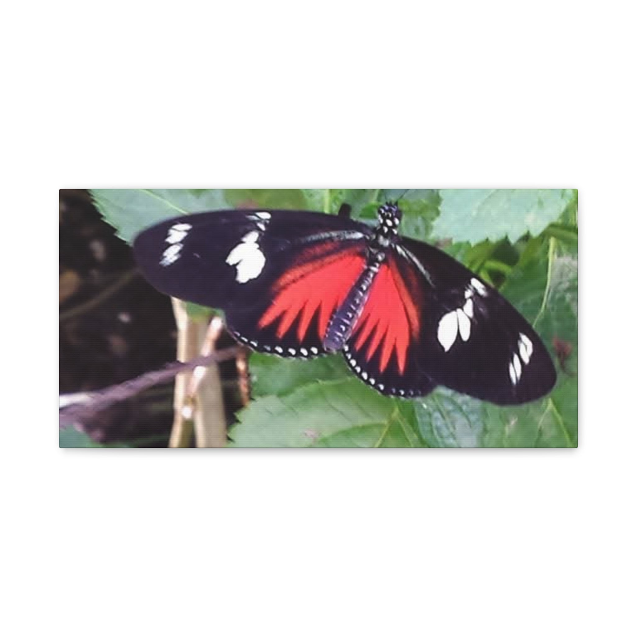 Butterfly Canvas Wall Art