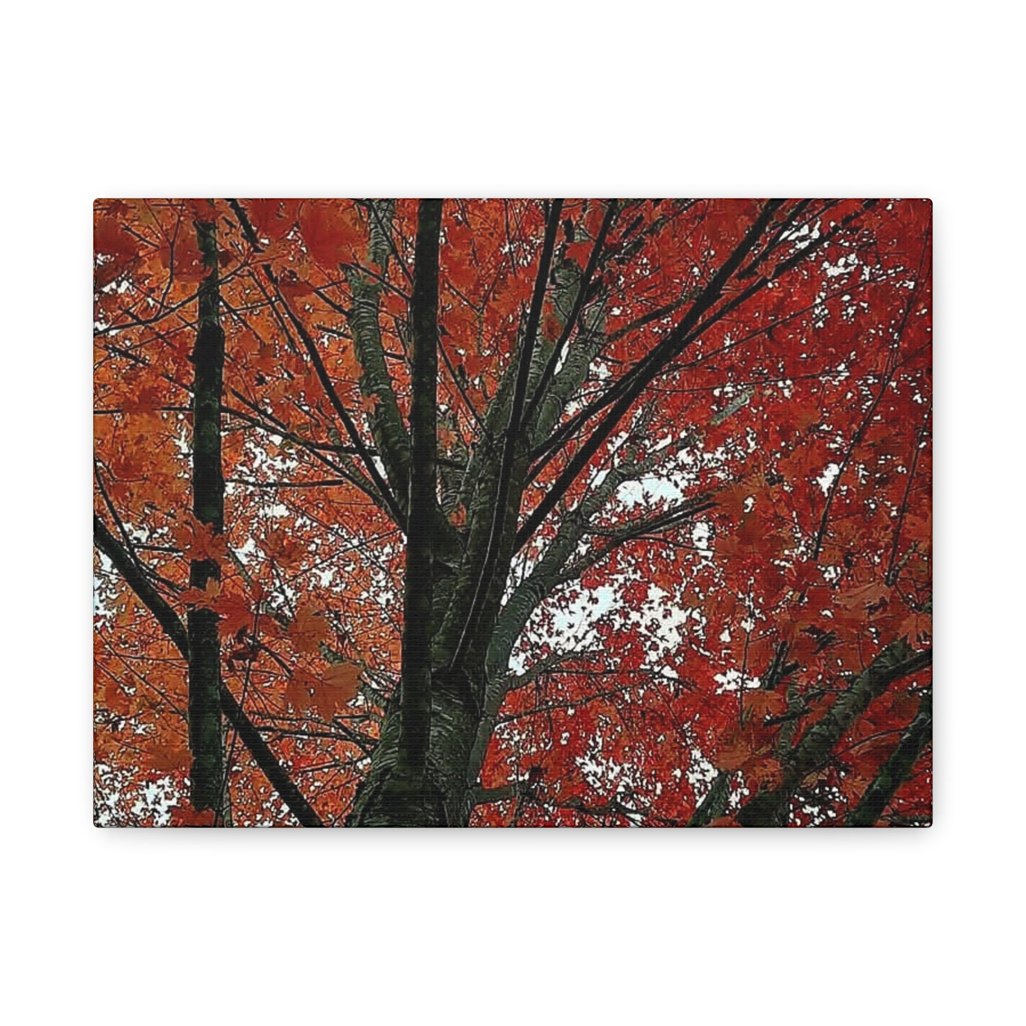Autumn Maple Tree Matte Canvas Print — Stretched 1.25"