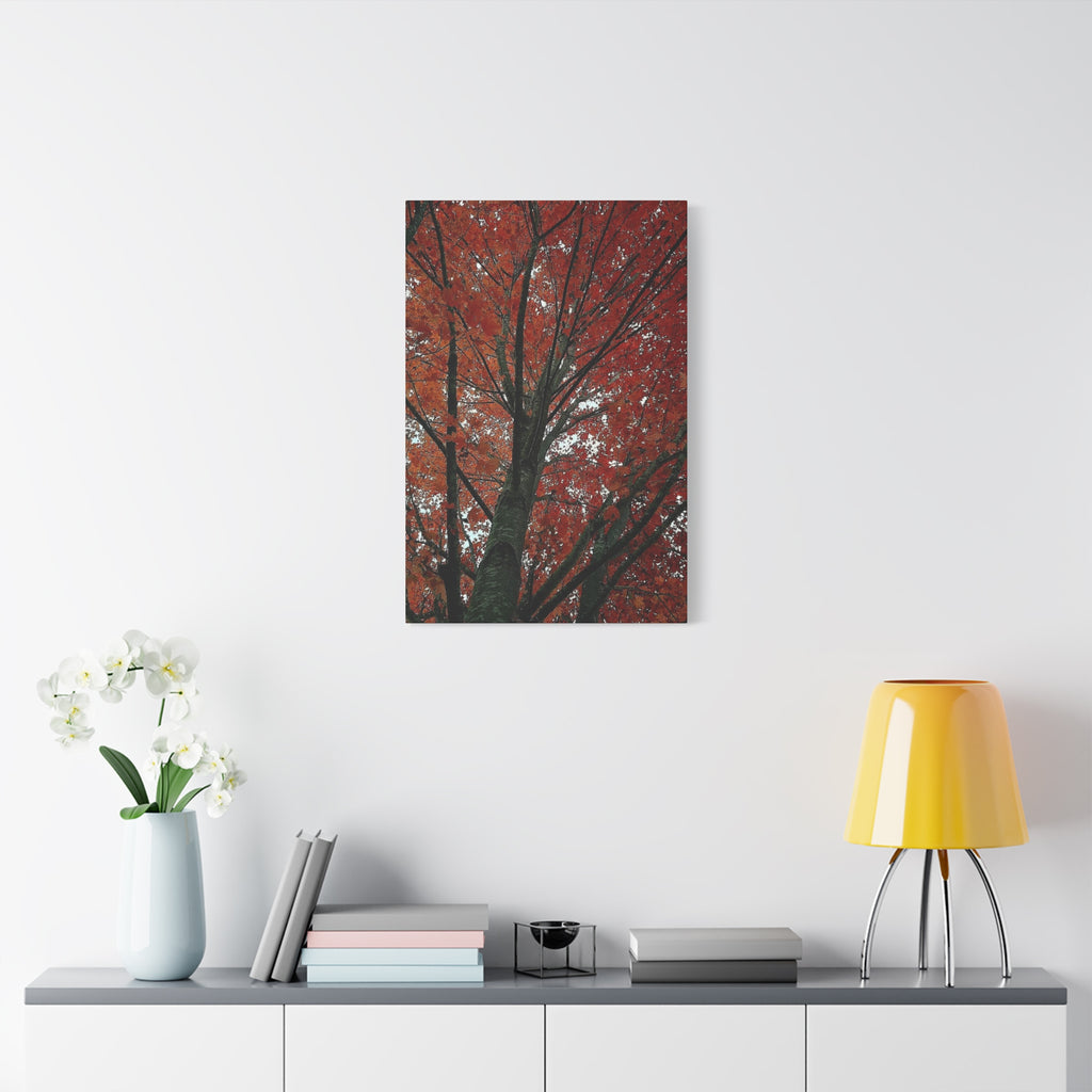Autumn Maple Tree Matte Canvas Print — Stretched 1.25"