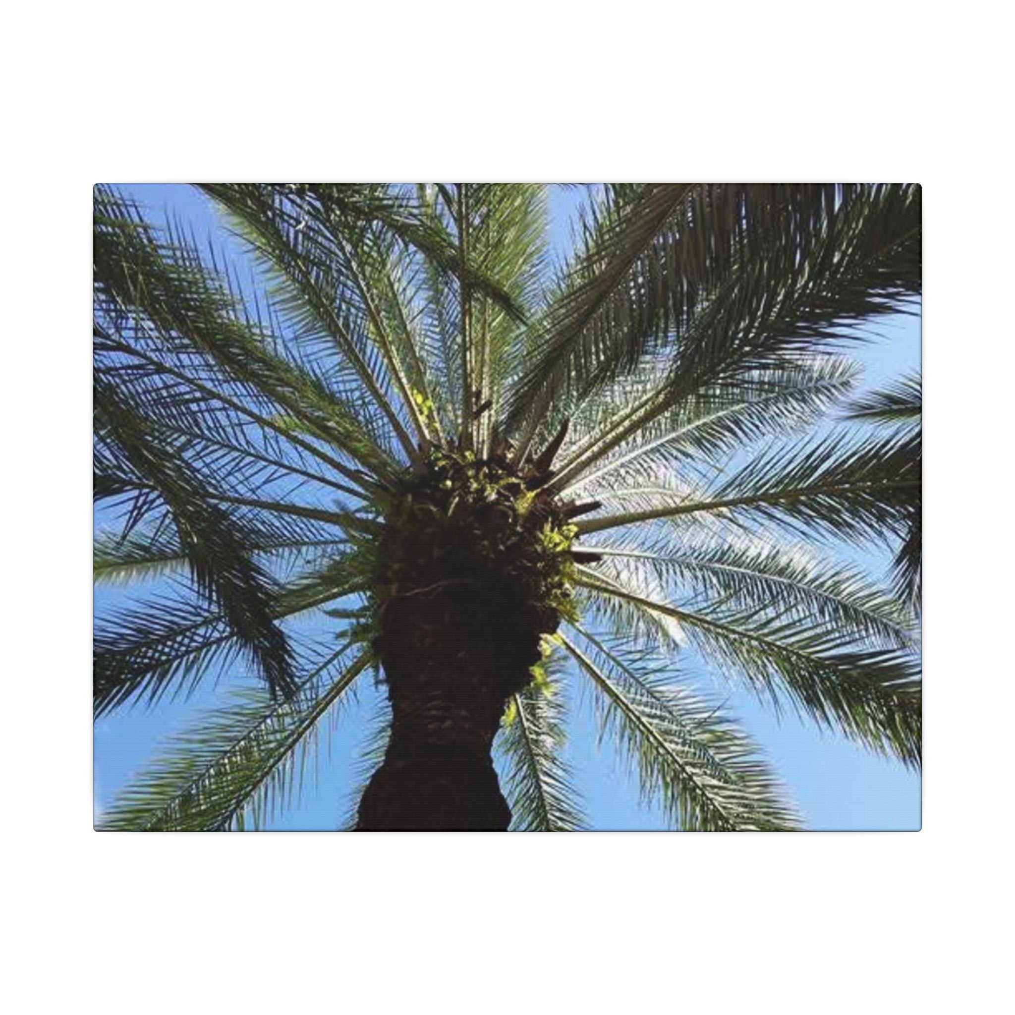 Palm Tree Matte Canvas Wall Art - Tropical Vibe