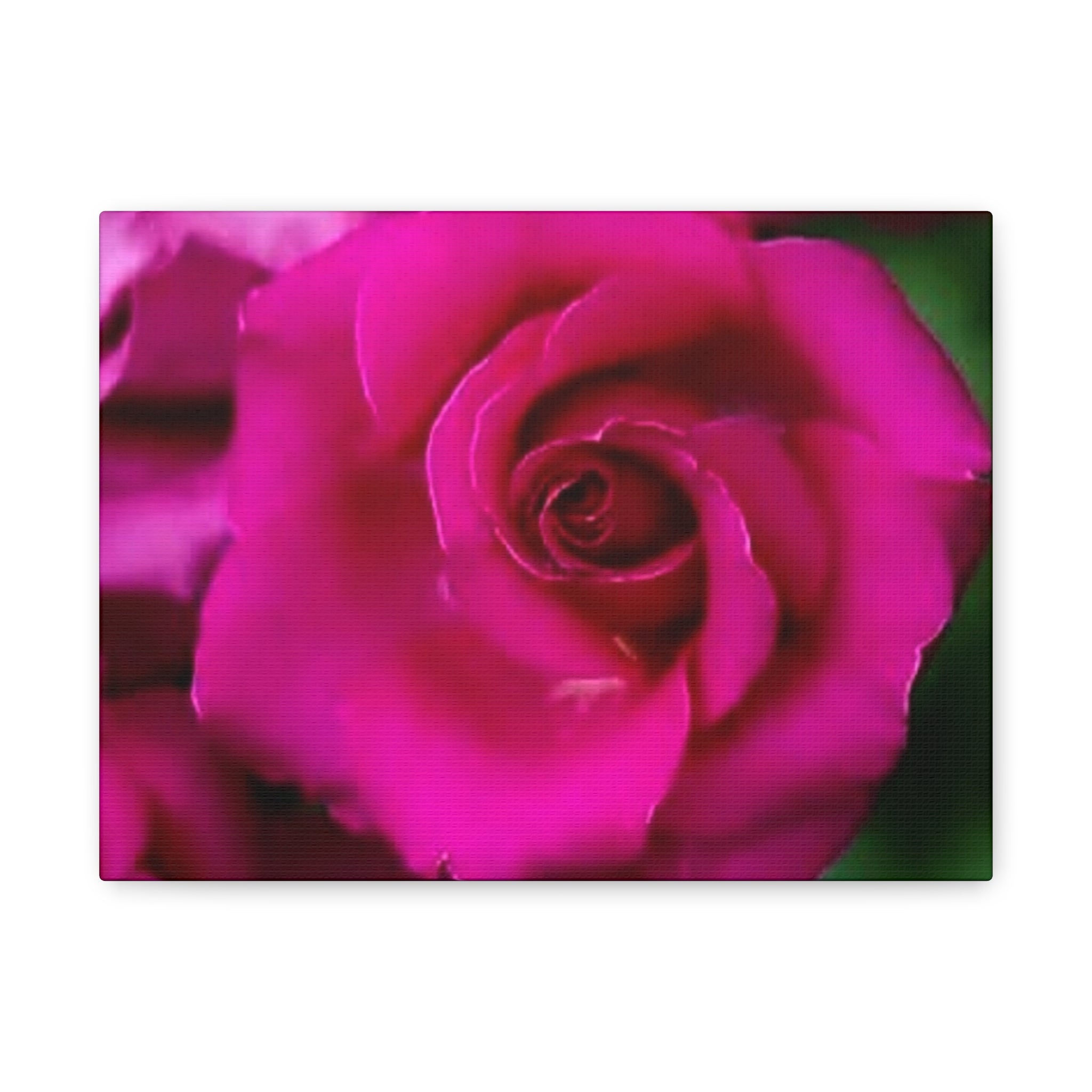 Hot Pink Rose Canvas Wall Art — Stretched Matte Floral Print