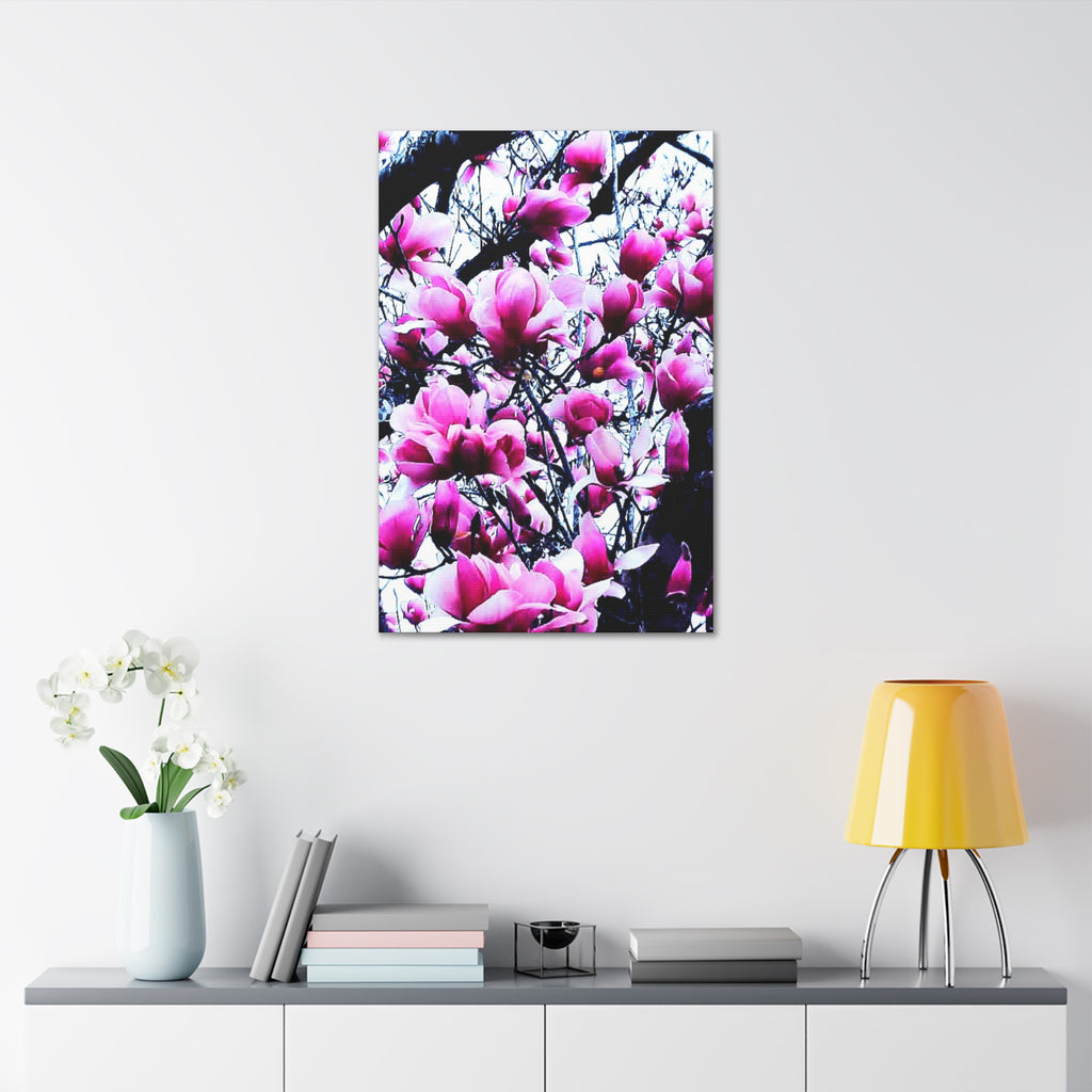 Pink Tulip Tree Blossoms Canvas