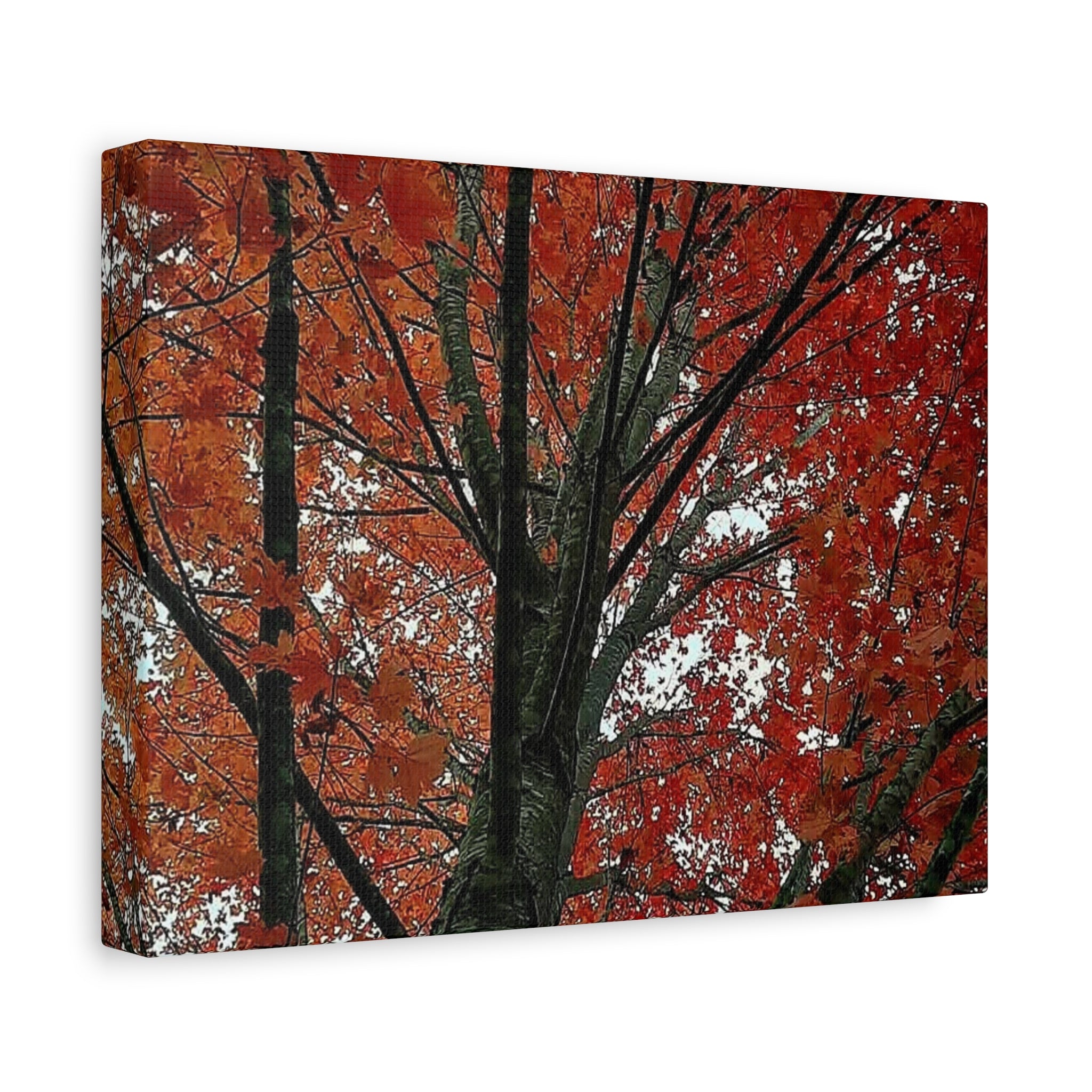 Autumn Maple Tree Matte Canvas Print — Stretched 1.25"