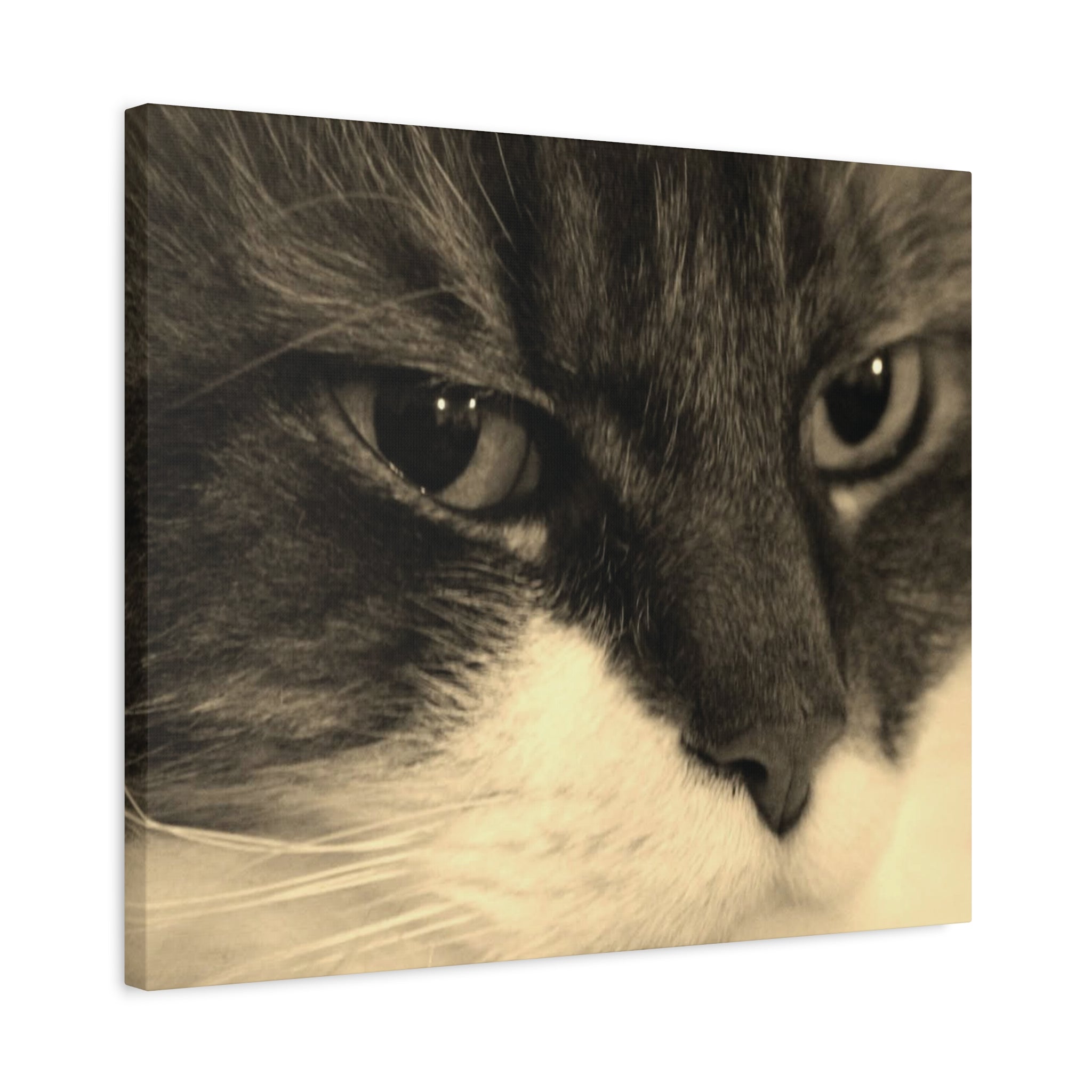Cat Portrait Matte Canvas Wall Art