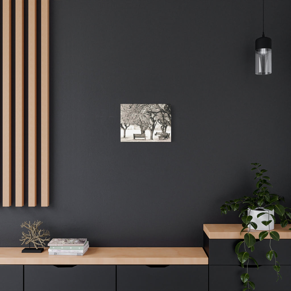 Matte Stretched Canvas Print — Vintage Park Bench Trees Wall Art