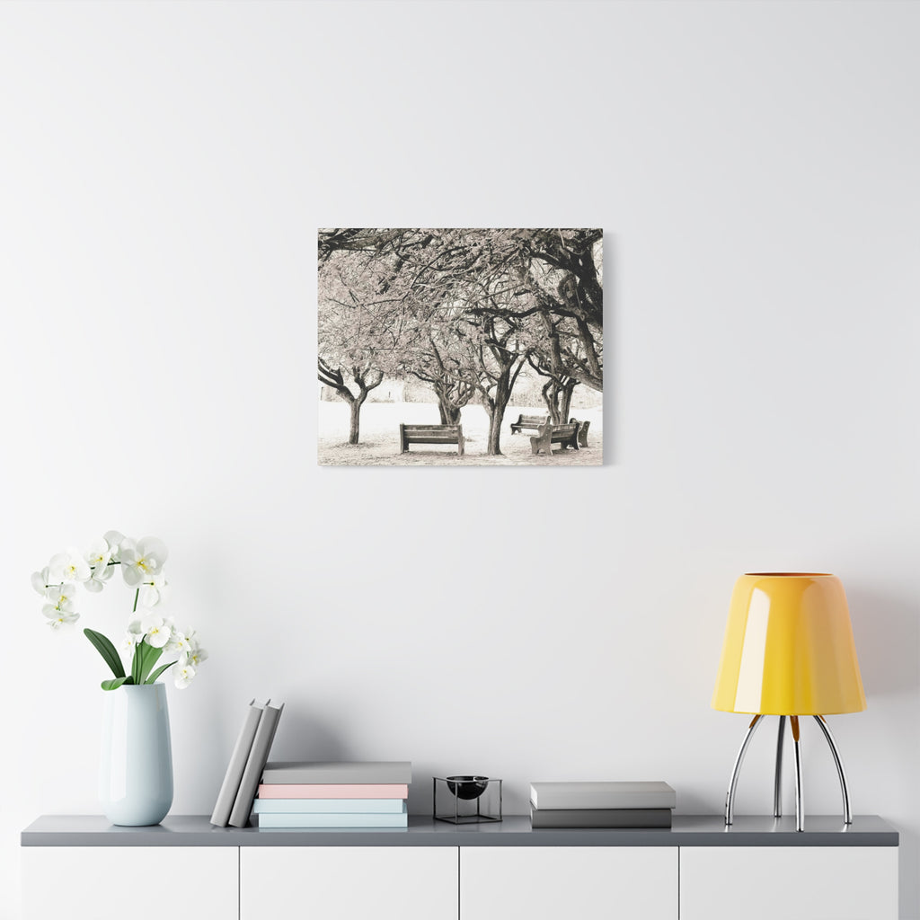 Matte Stretched Canvas Print — Vintage Park Bench Trees Wall Art