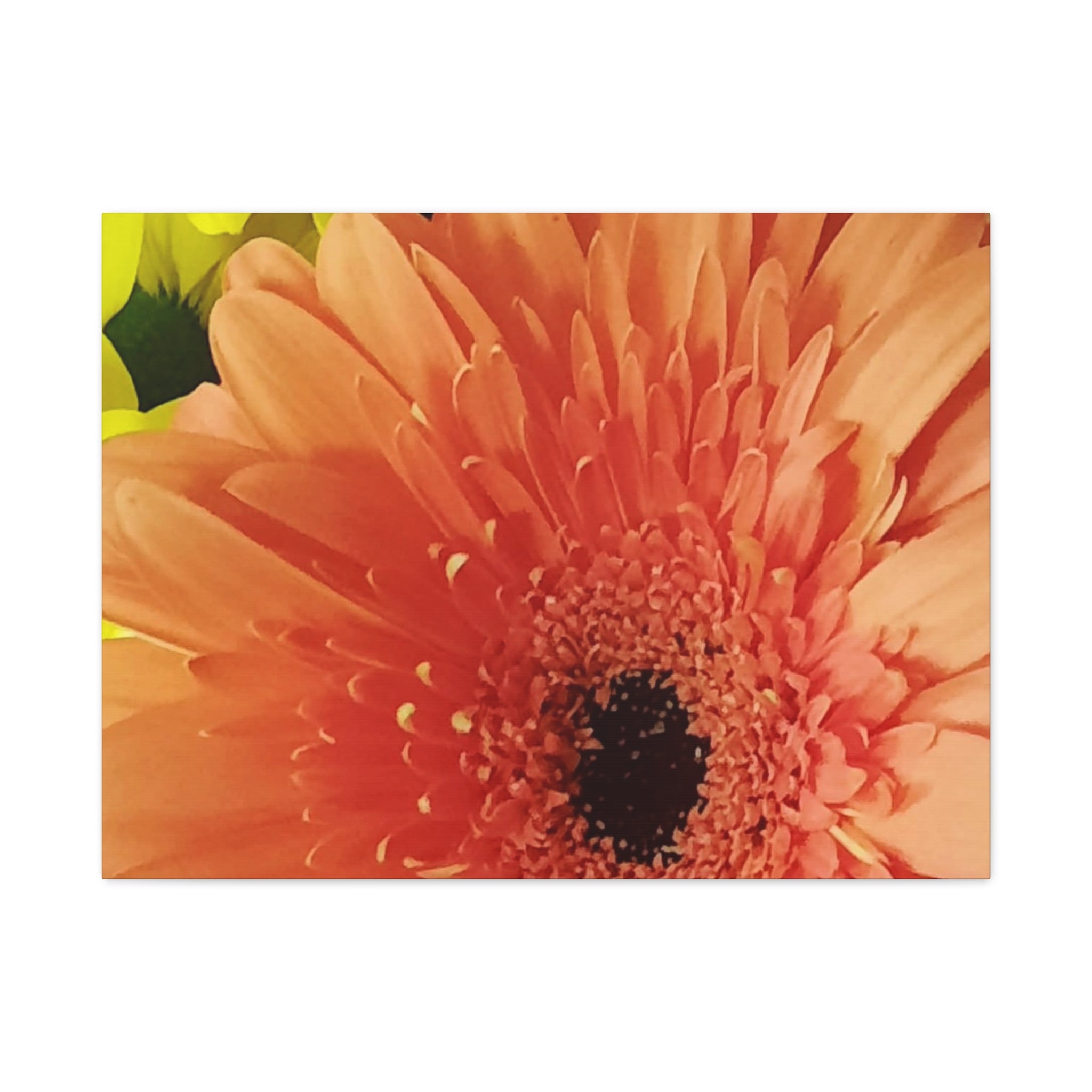 Orange Gerbera Canvas Wall Art — Matte Stretched Floral Print
