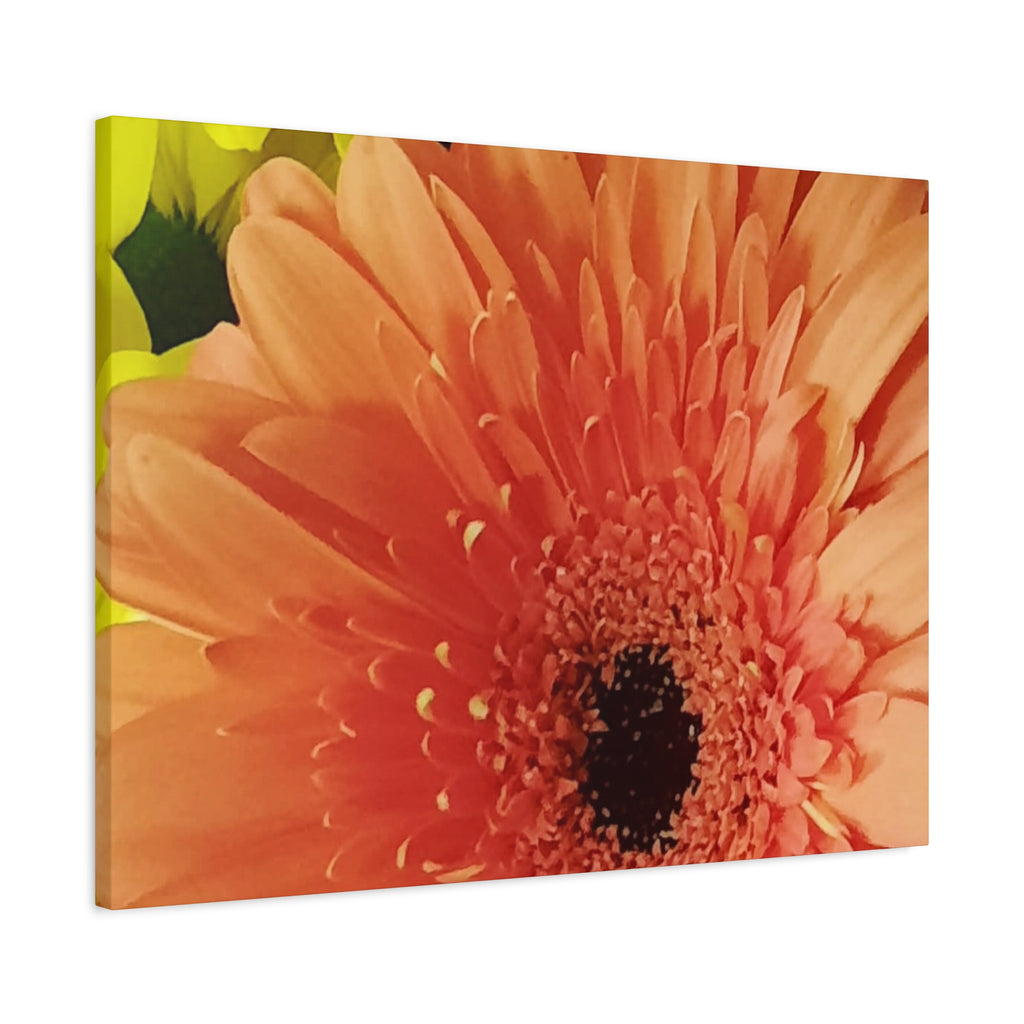 Orange Gerbera Canvas Wall Art — Matte Stretched Floral Print