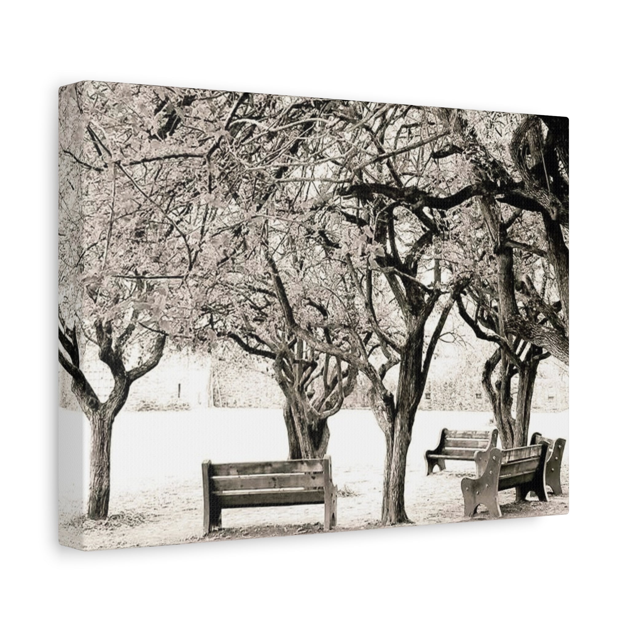 Matte Stretched Canvas Print — Vintage Park Bench Trees Wall Art