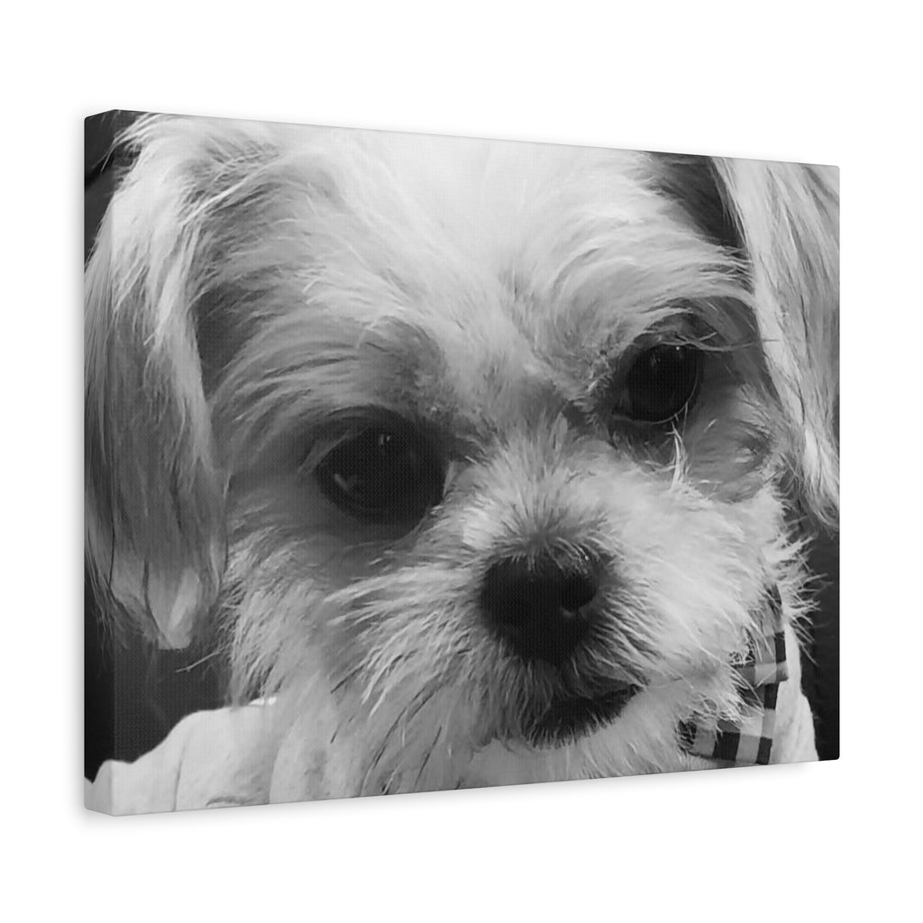 Black and White Dog Portrait Canvas Wall Art