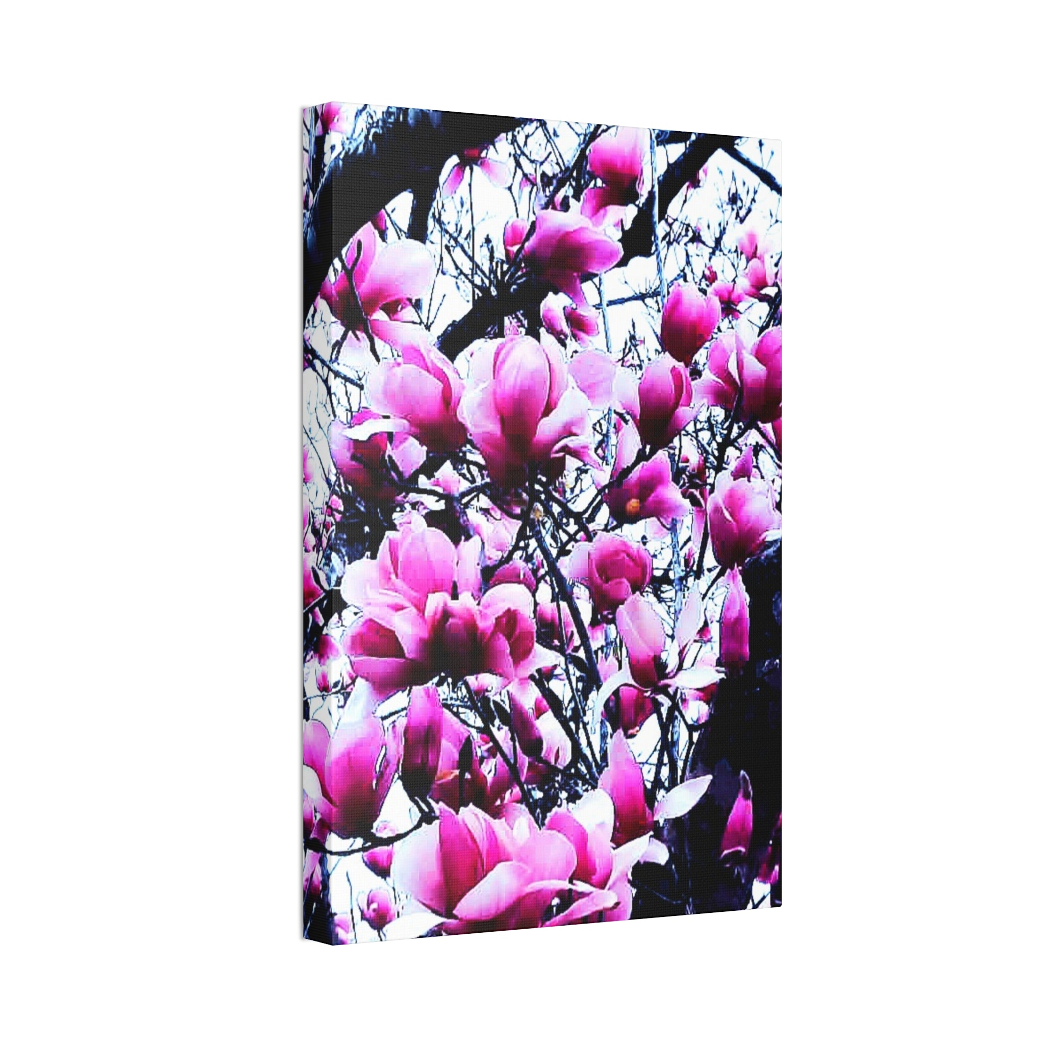 Pink Tulip Tree Blossoms Canvas