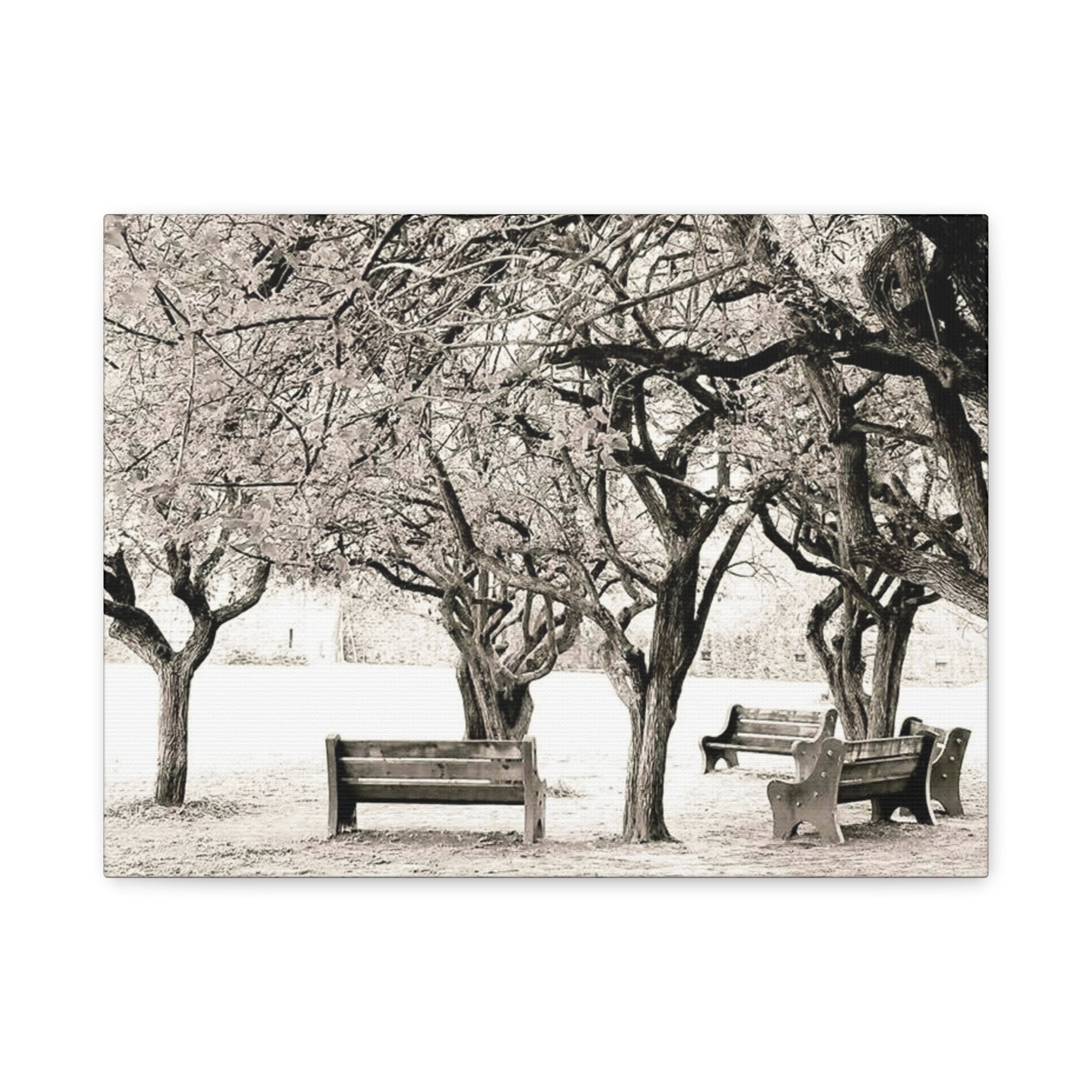 Matte Stretched Canvas Print — Vintage Park Bench Trees Wall Art