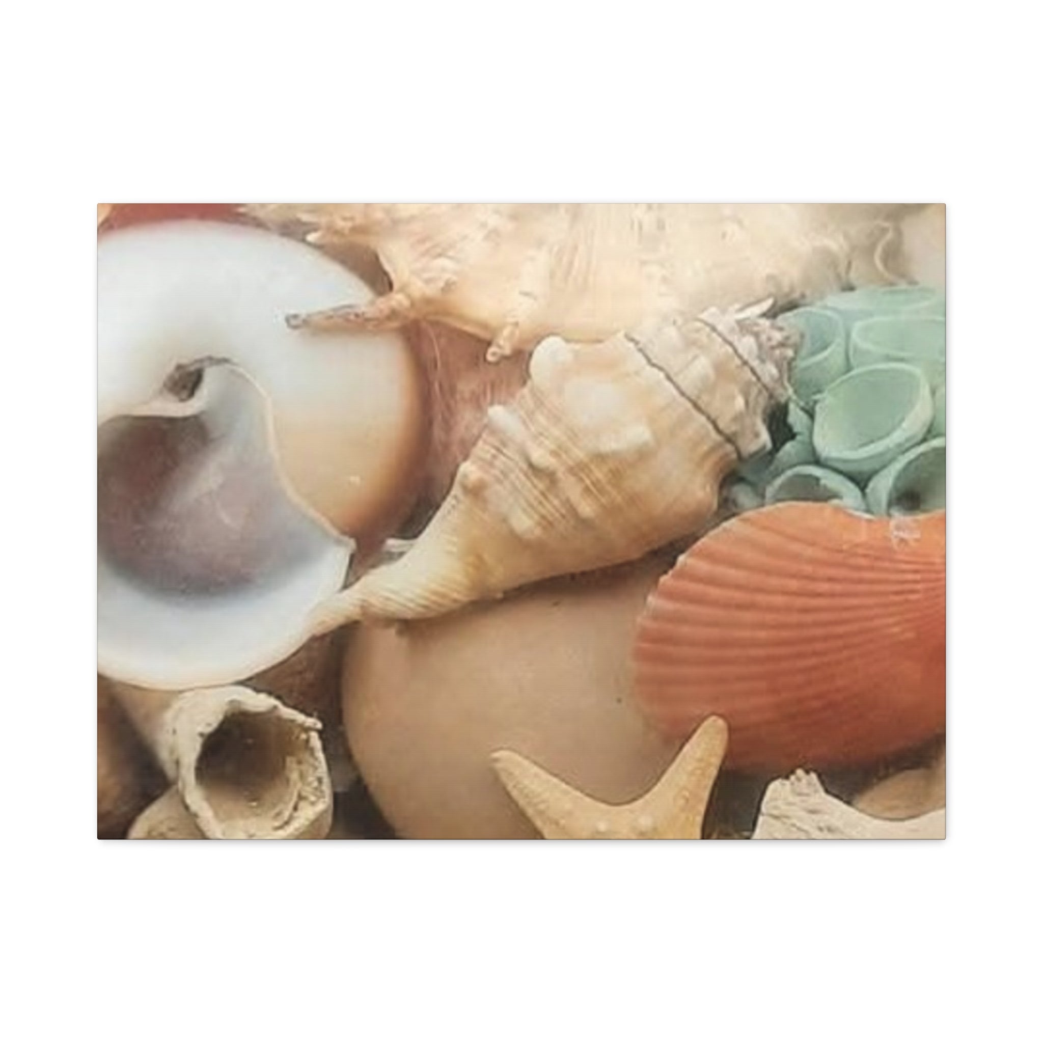 Seashells Beach Canvas Wall Art – Matte Stretched 1.25"