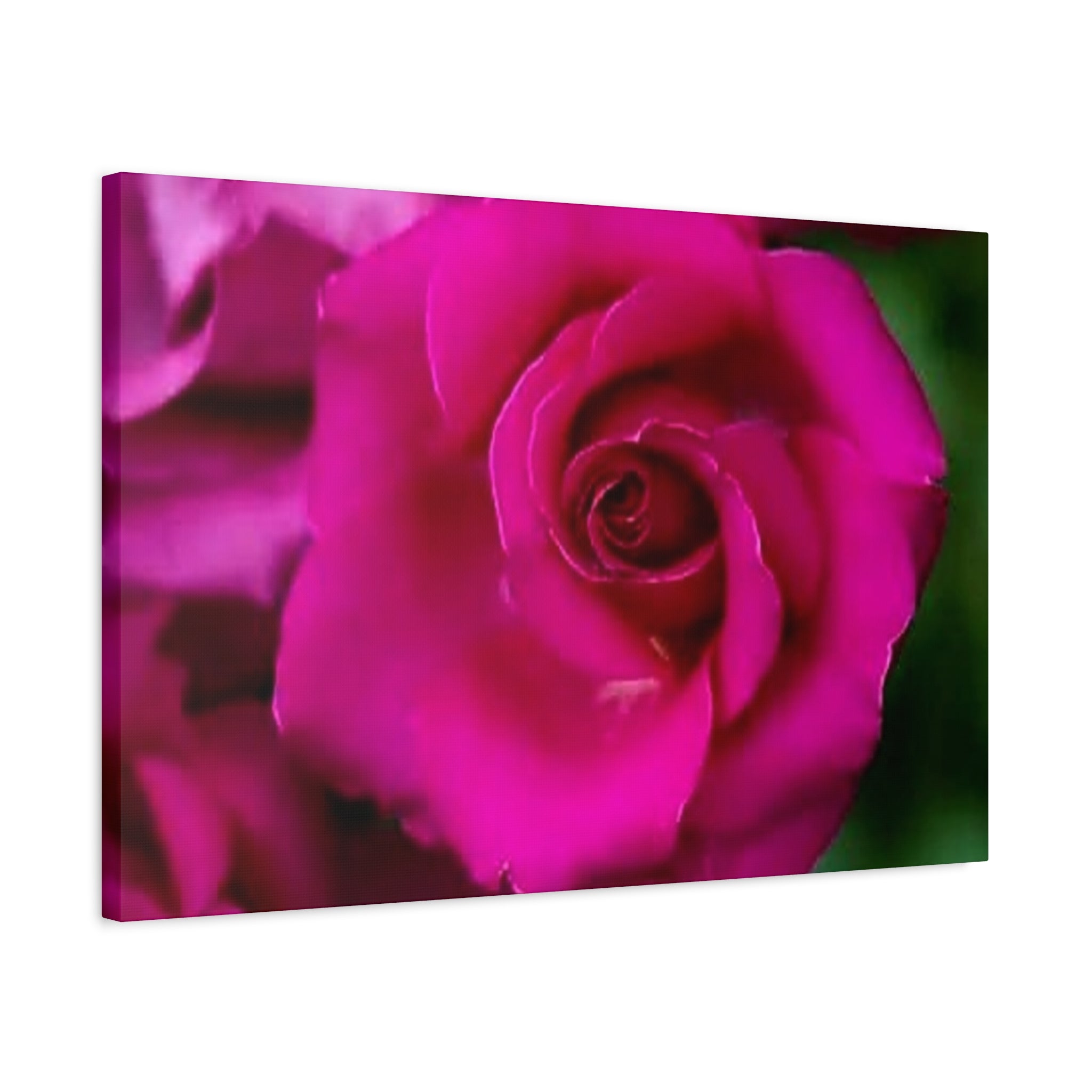 Hot Pink Rose Canvas Wall Art — Stretched Matte Floral Print