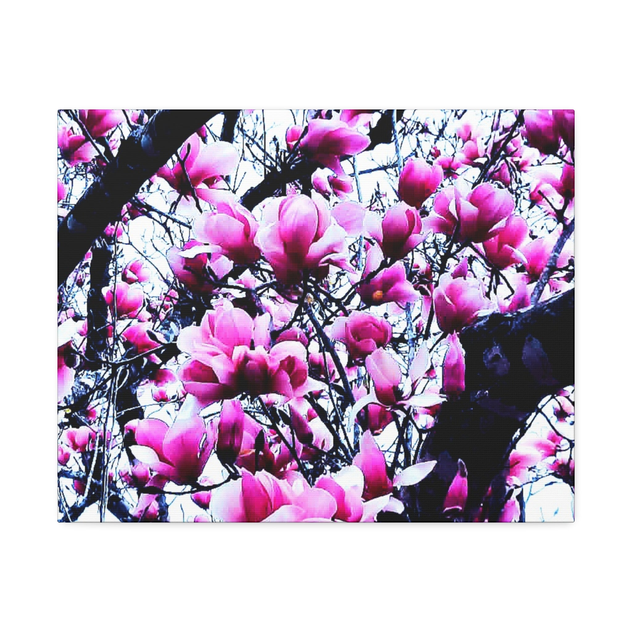 Pink Tulip Tree Blossoms Canvas