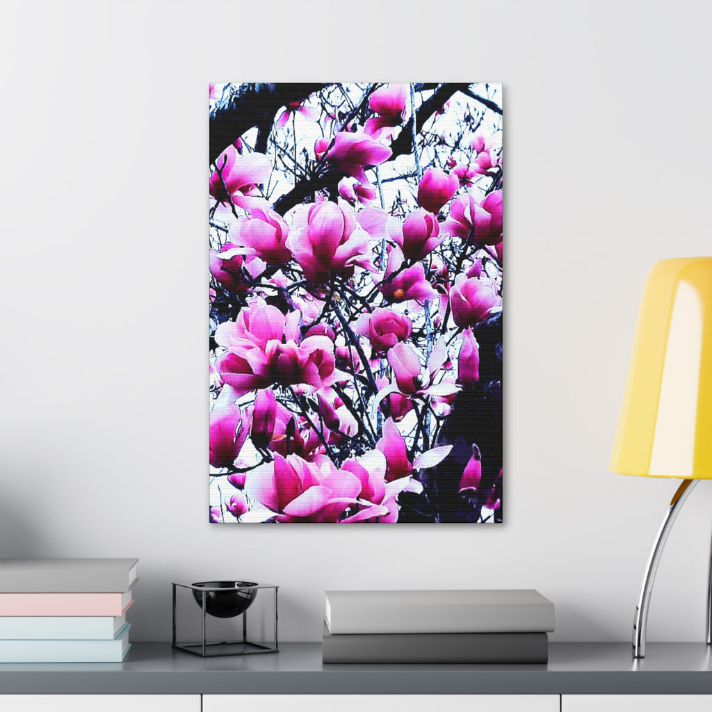 Pink Tulip Tree Blossoms Canvas
