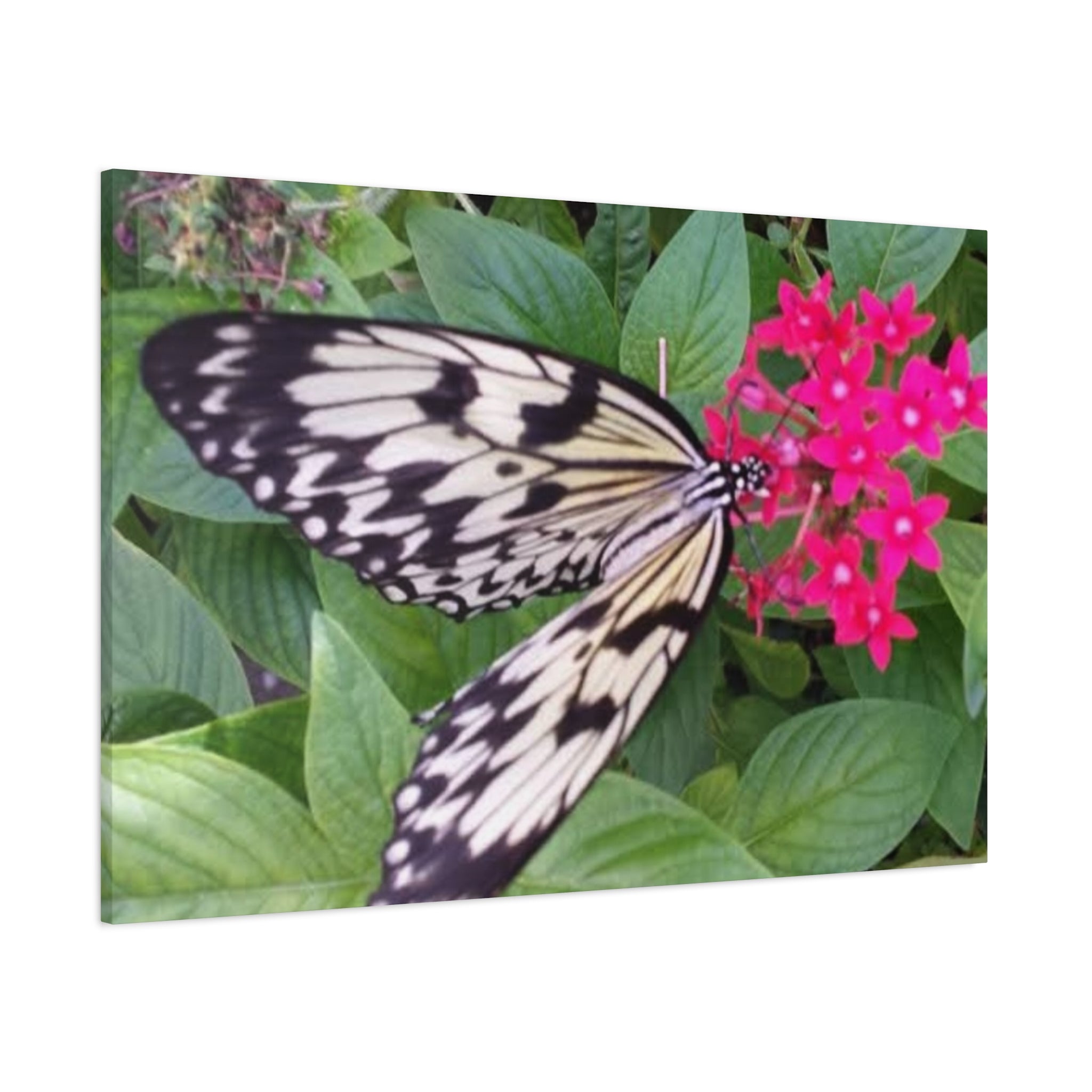 Butterfly on Pink Flower - Matte Stretched Canvas Wall Art, 1.25" Depth