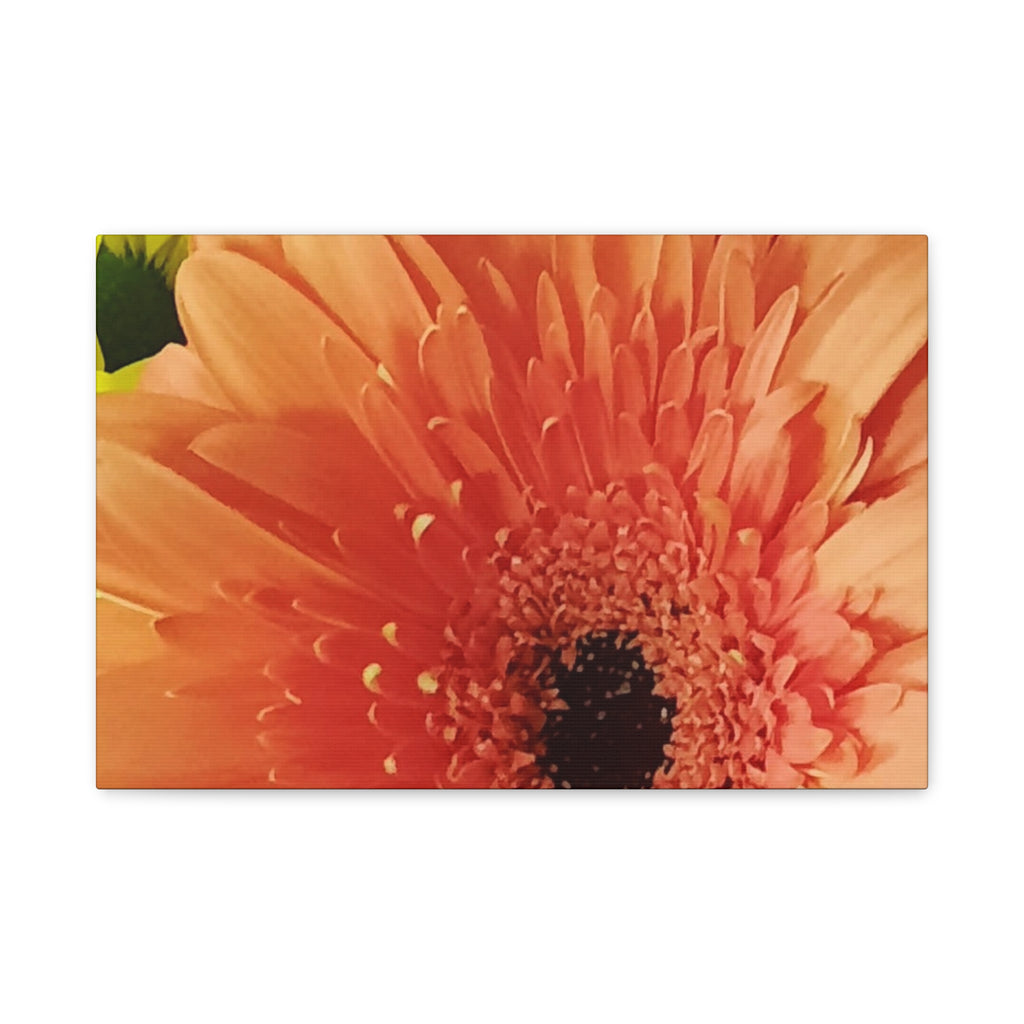 Orange Gerbera Canvas Wall Art — Matte Stretched Floral Print
