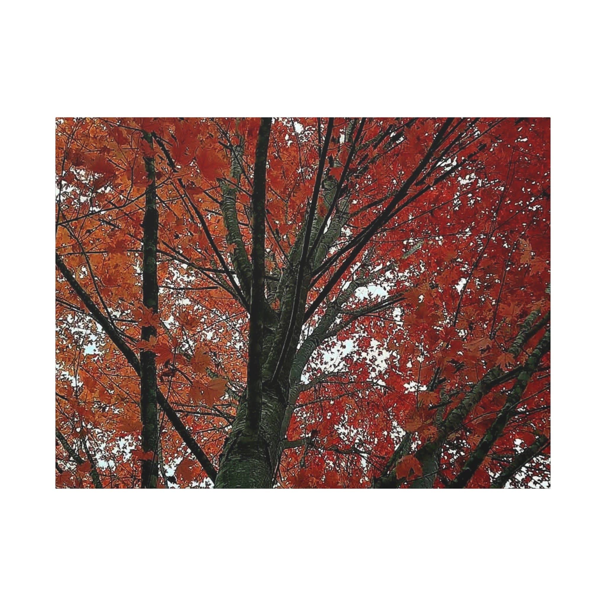 Autumn Maple Tree Matte Canvas Print — Stretched 1.25"