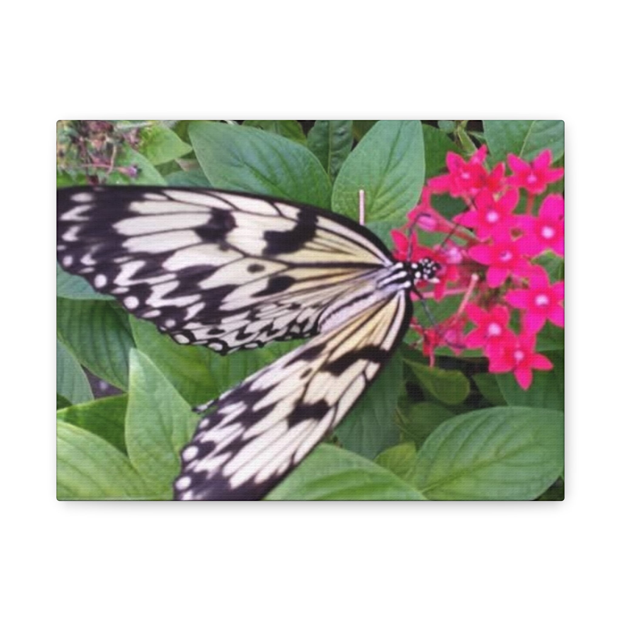 Butterfly on Pink Flower - Matte Stretched Canvas Wall Art, 1.25" Depth