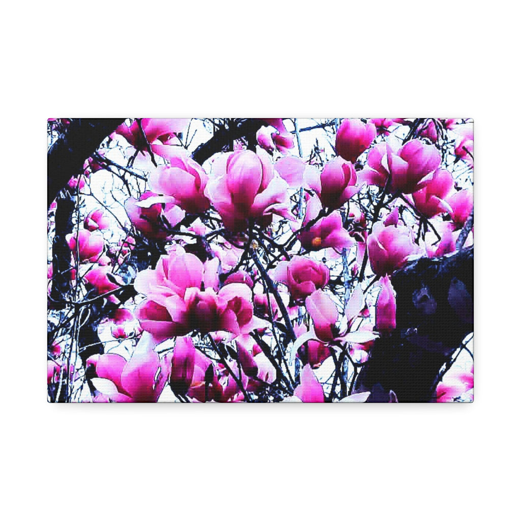 Pink Tulip Tree Blossoms Canvas
