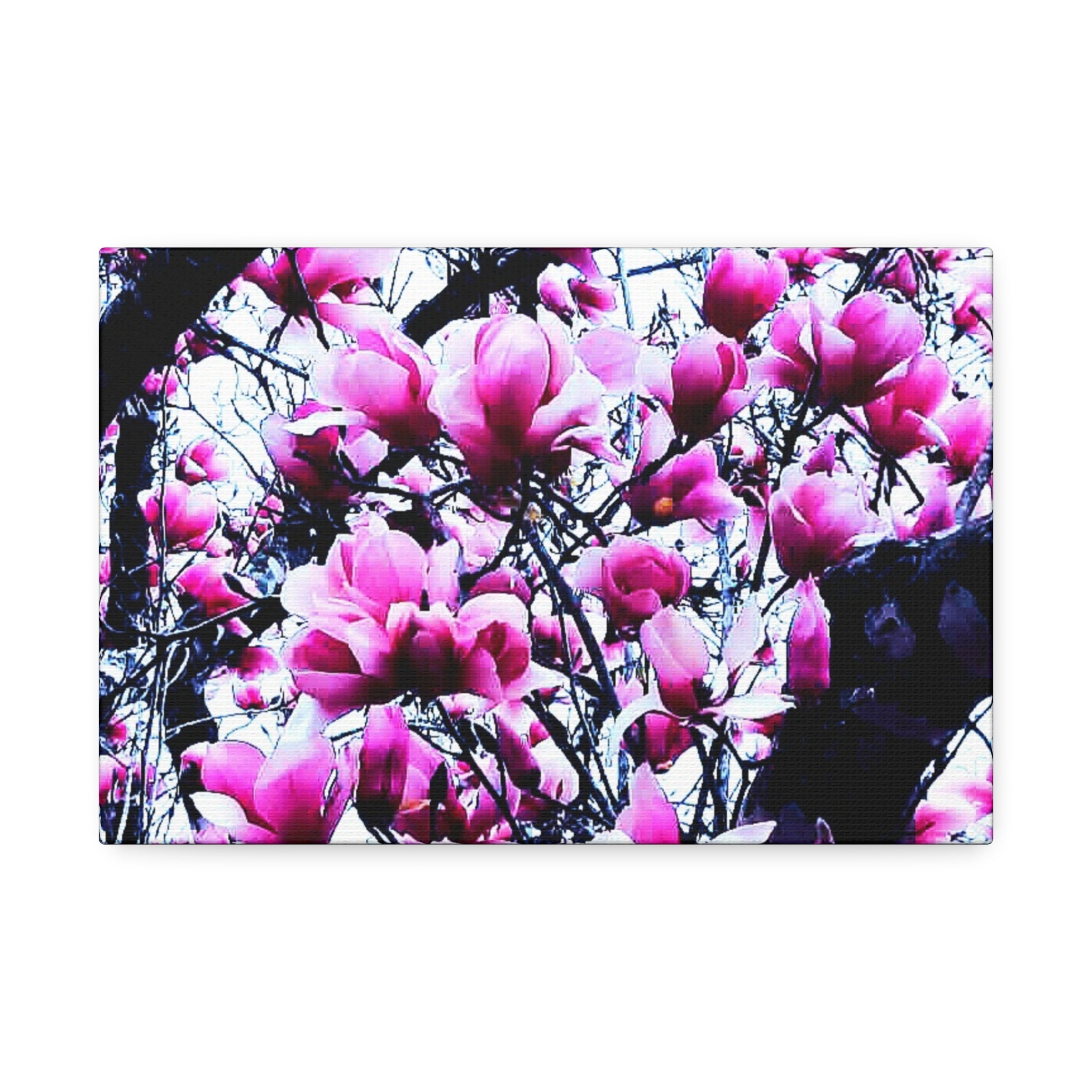 Pink Tulip Tree Blossoms Canvas