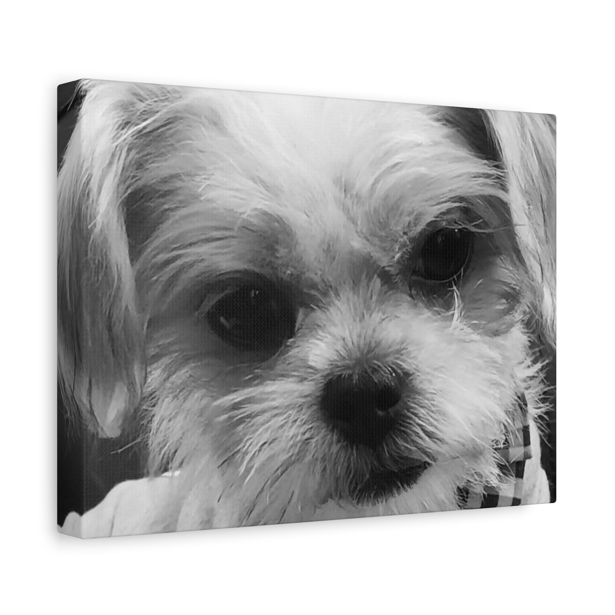 Black and White Dog Portrait Canvas Wall Art