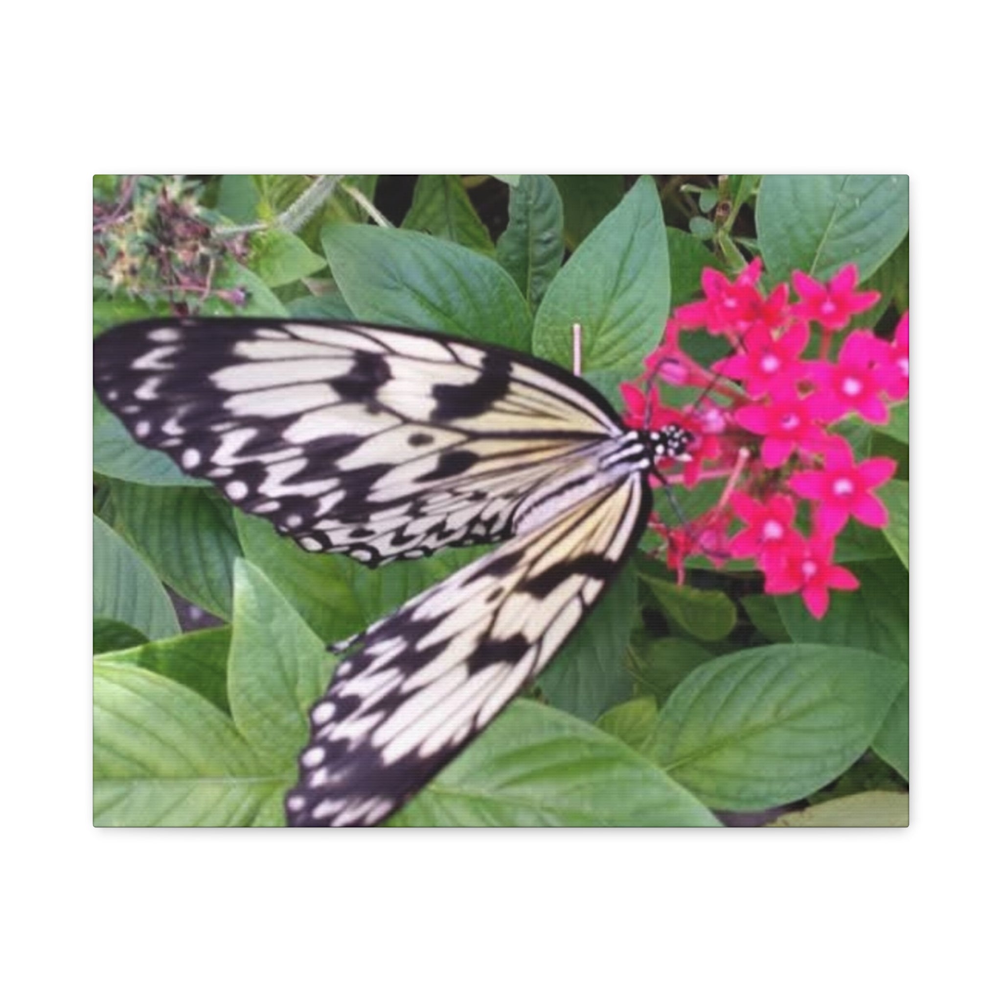 Butterfly on Pink Flower - Matte Stretched Canvas Wall Art, 1.25" Depth