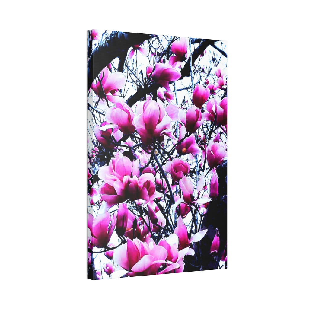 Pink Tulip Tree Blossoms Canvas
