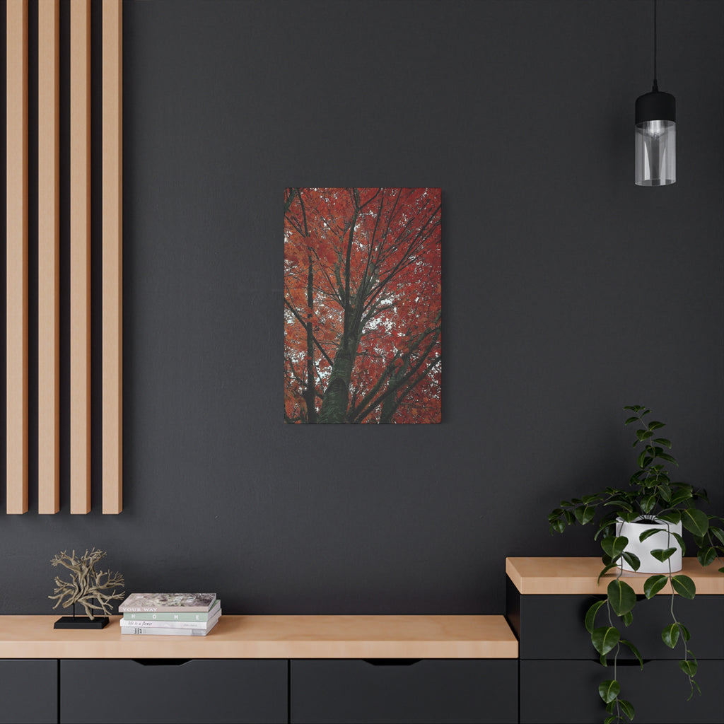Autumn Maple Tree Matte Canvas Print — Stretched 1.25"