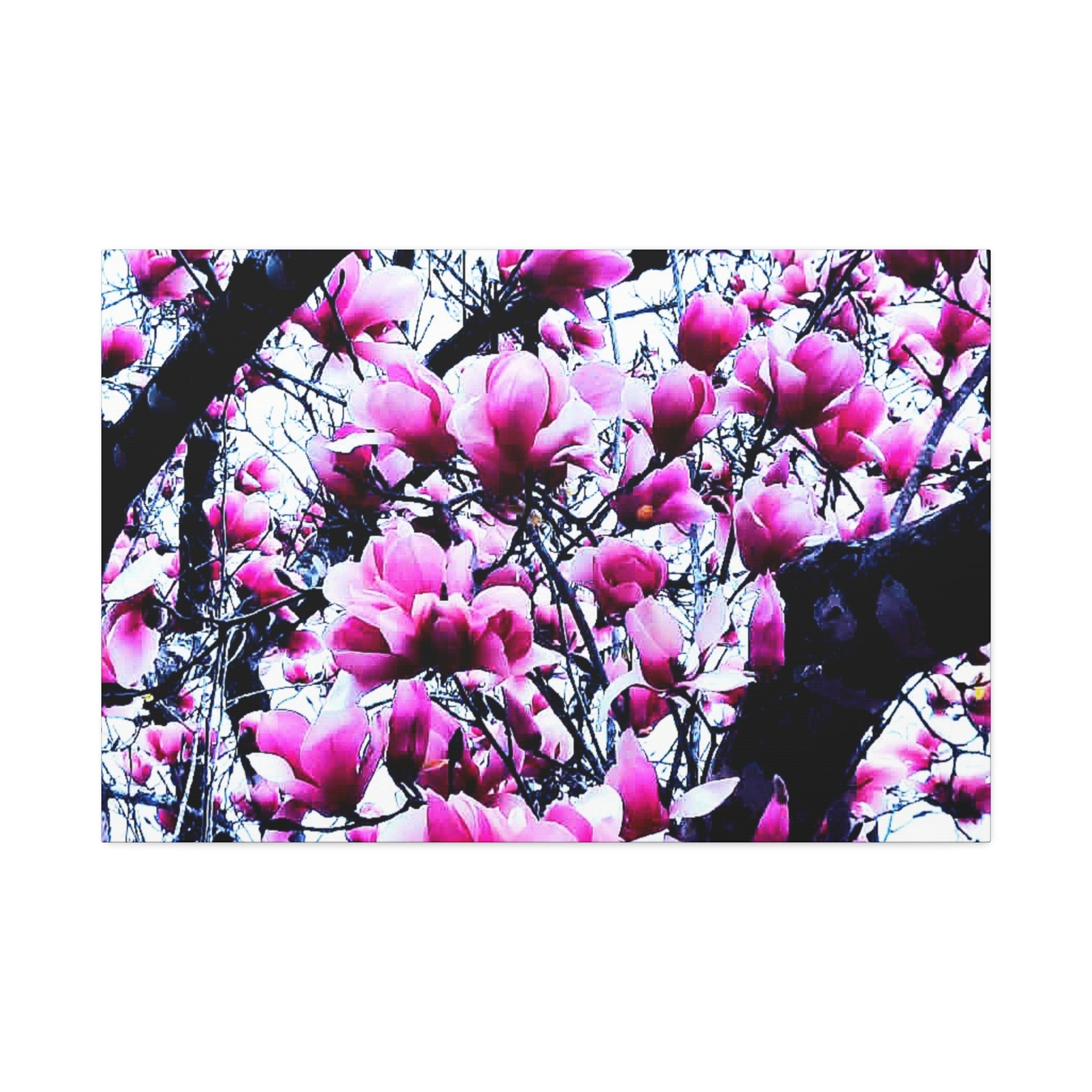 Pink Tulip Tree Blossoms Canvas