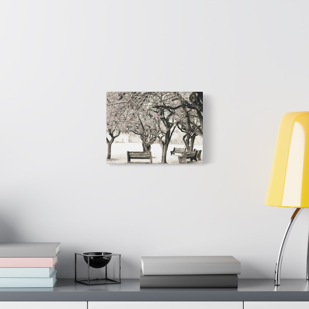 Matte Stretched Canvas Print — Vintage Park Bench Trees Wall Art