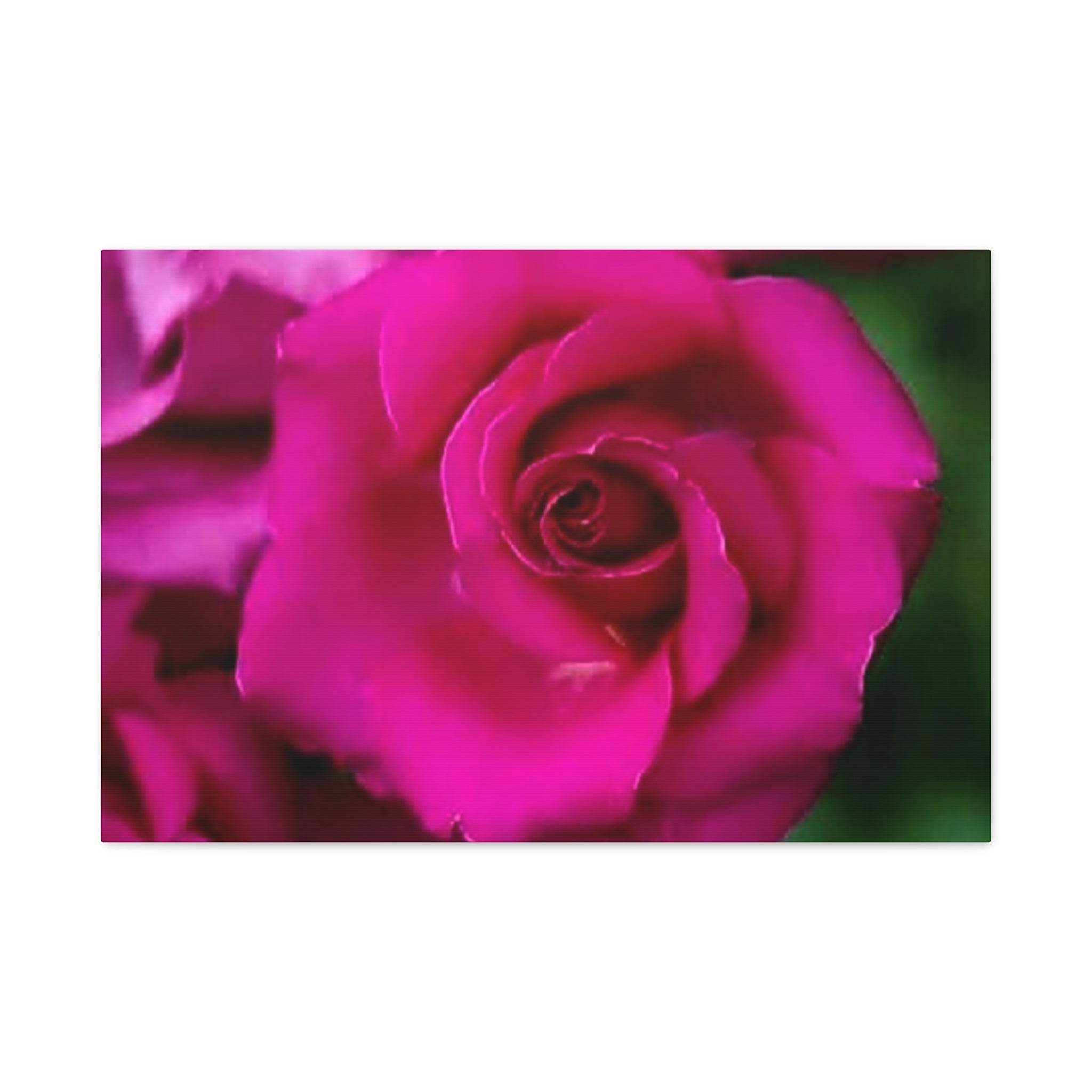 Hot Pink Rose Canvas Wall Art — Stretched Matte Floral Print