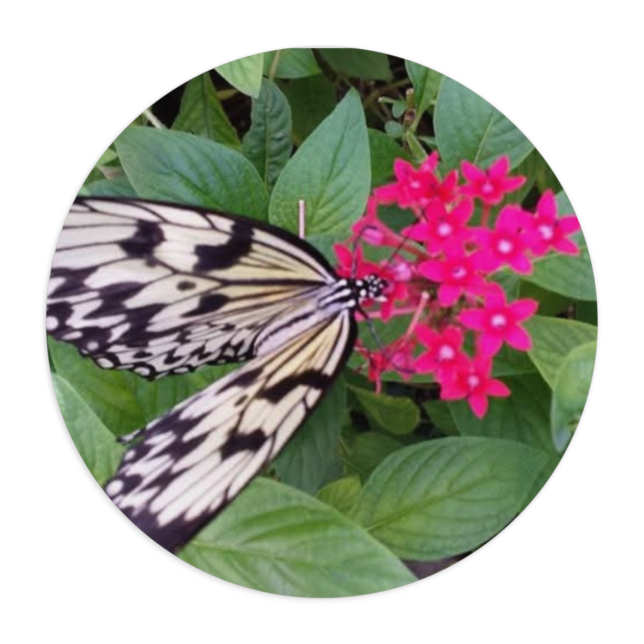 Butterfly on Pink Flower Mouse Pad – Nature Desk Mat for Garden Lovers