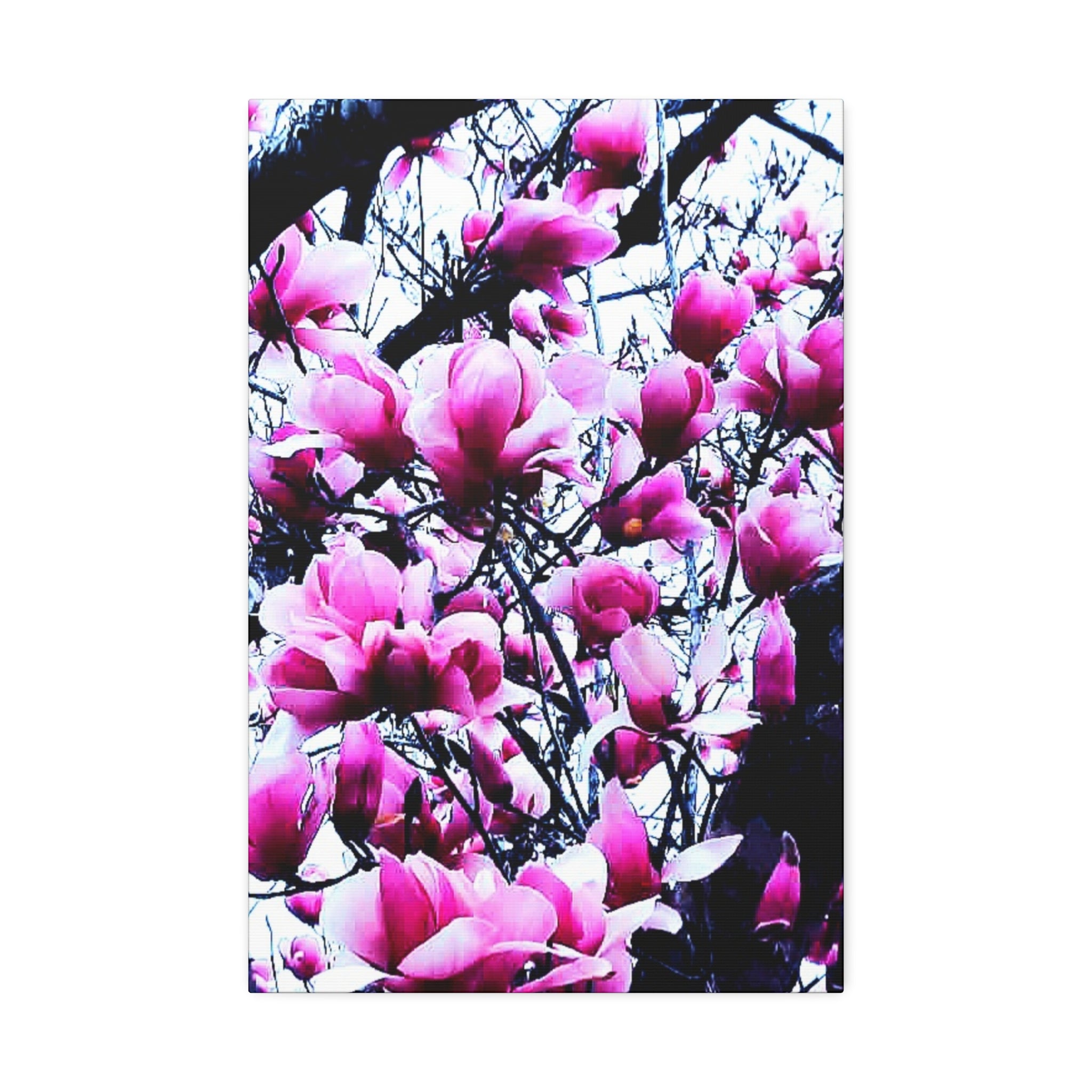 Pink Tulip Tree Blossoms Canvas