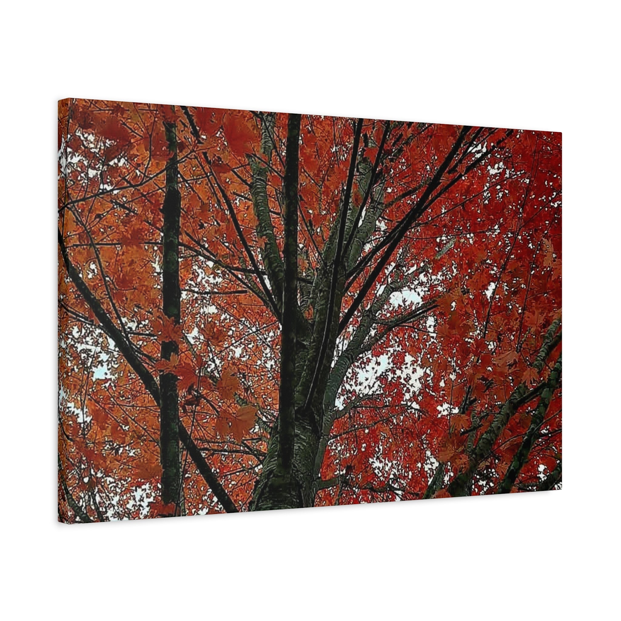 Autumn Maple Tree Matte Canvas Print — Stretched 1.25"