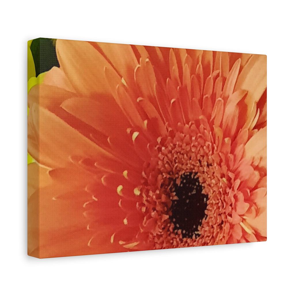 Orange Gerbera Canvas Wall Art — Matte Stretched Floral Print