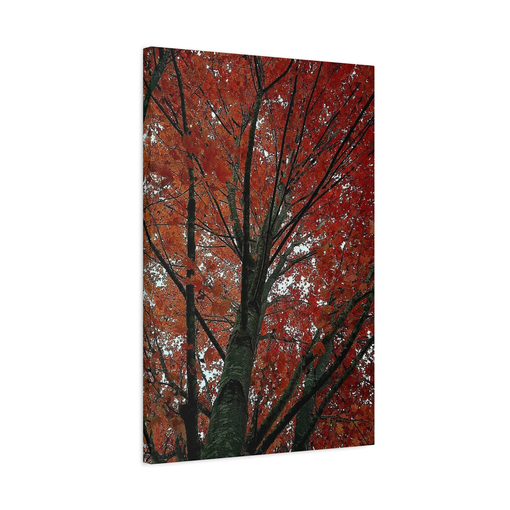 Autumn Maple Tree Matte Canvas Print — Stretched 1.25"