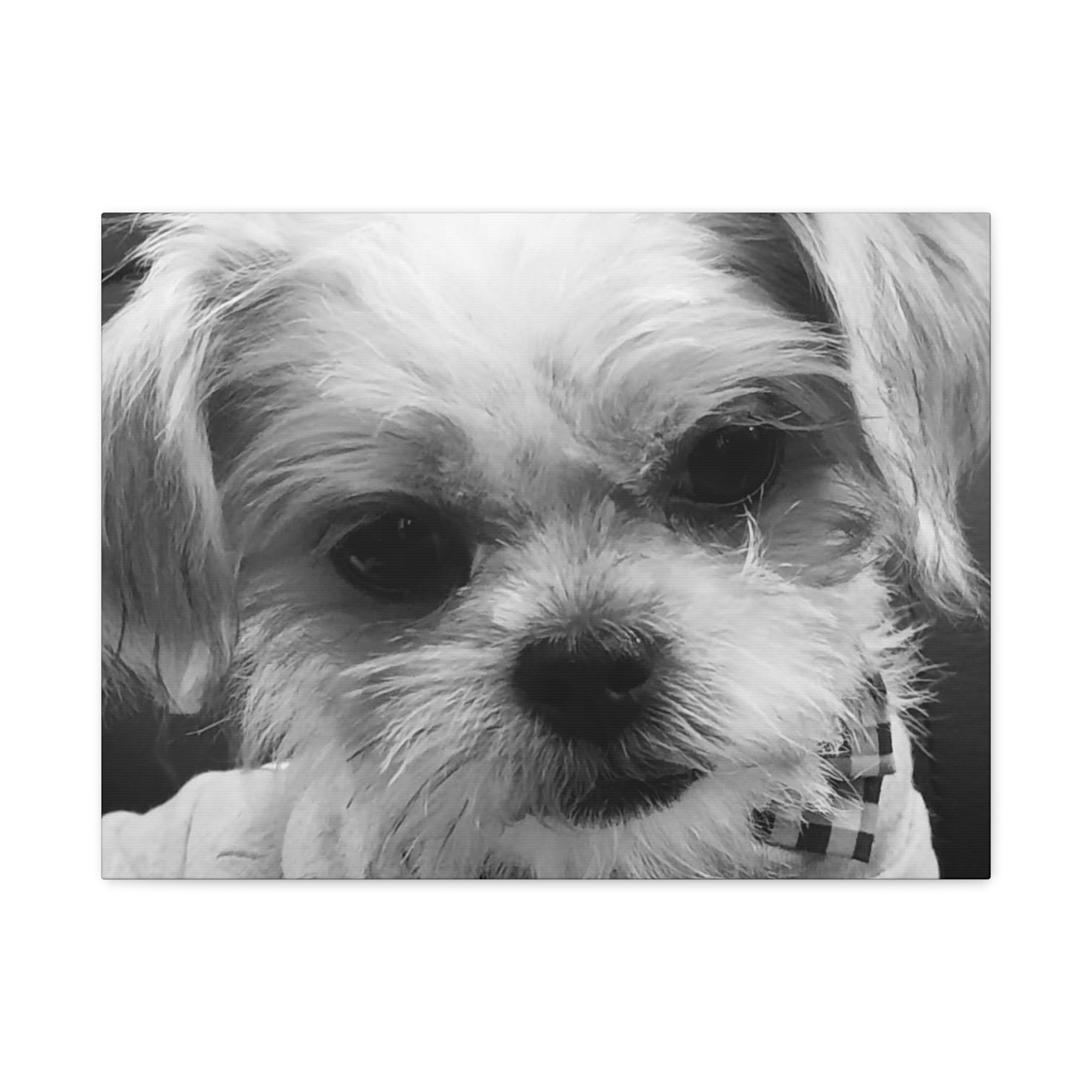 Black and White Dog Portrait Canvas Wall Art