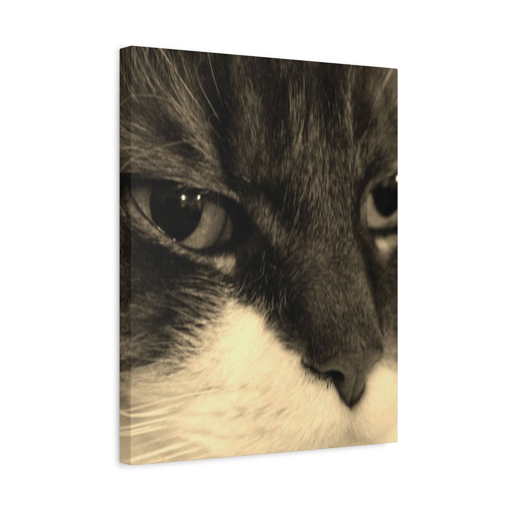 Cat Portrait Matte Canvas Wall Art