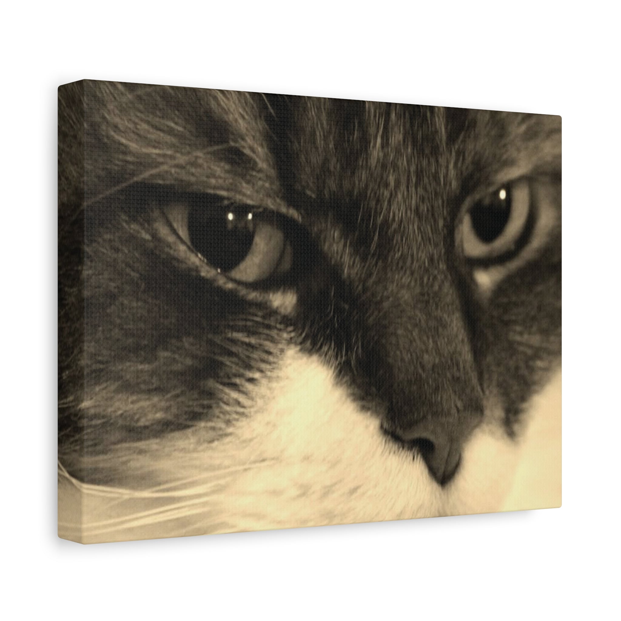Cat Portrait Matte Canvas Wall Art