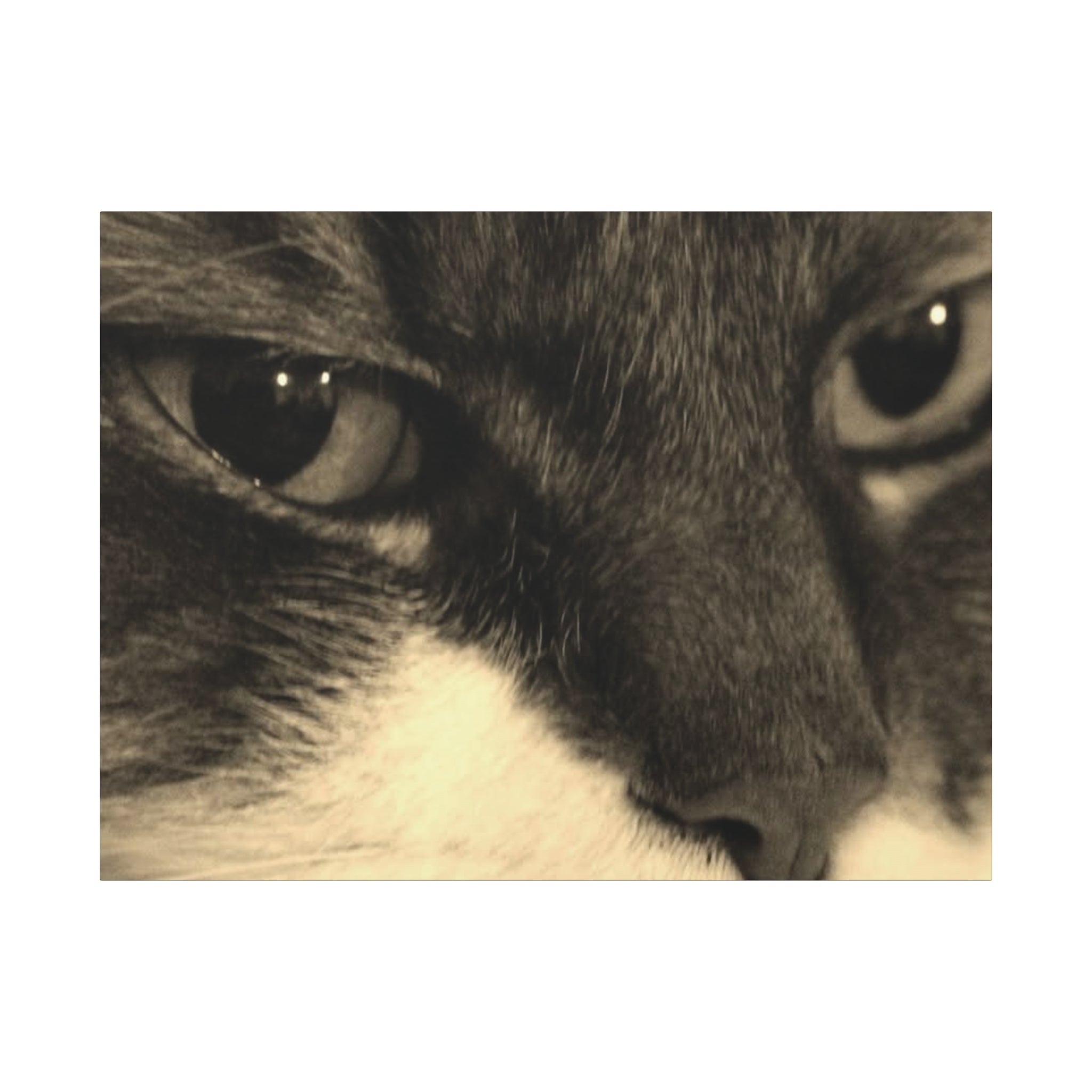 Cat Portrait Matte Canvas Wall Art
