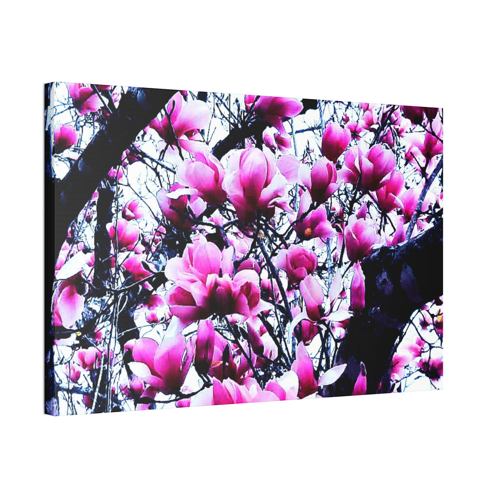 Pink Tulip Tree Blossoms Canvas