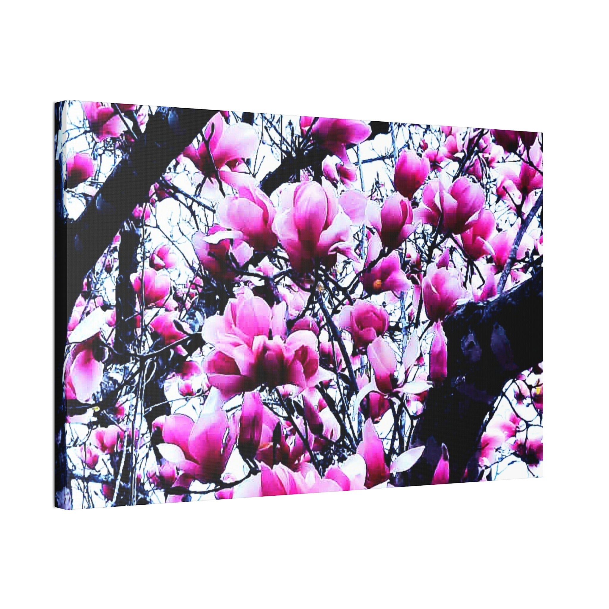 Pink Tulip Tree Blossoms Canvas